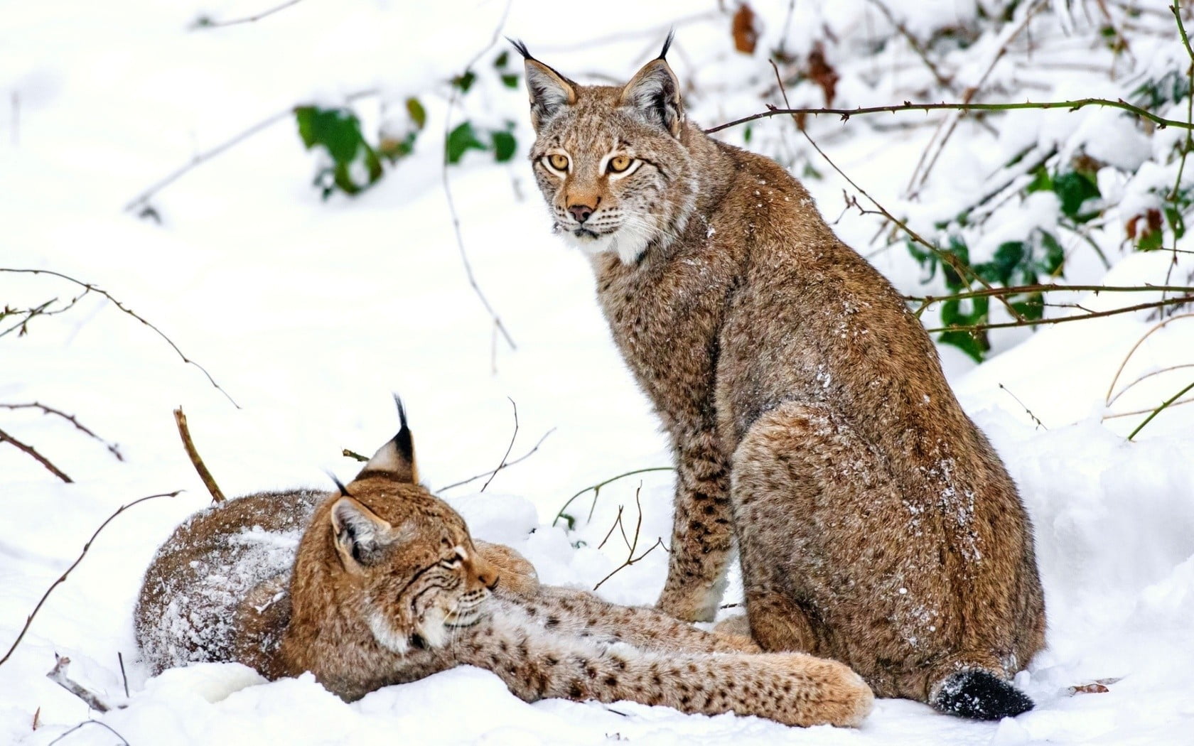 two animals, land, animals in the wild, animal, animals, brown, cat, white, tabby, whisker, day, lynx, animal themes, plant, animal wildlife, mammal, 720P, HD Wallpaper