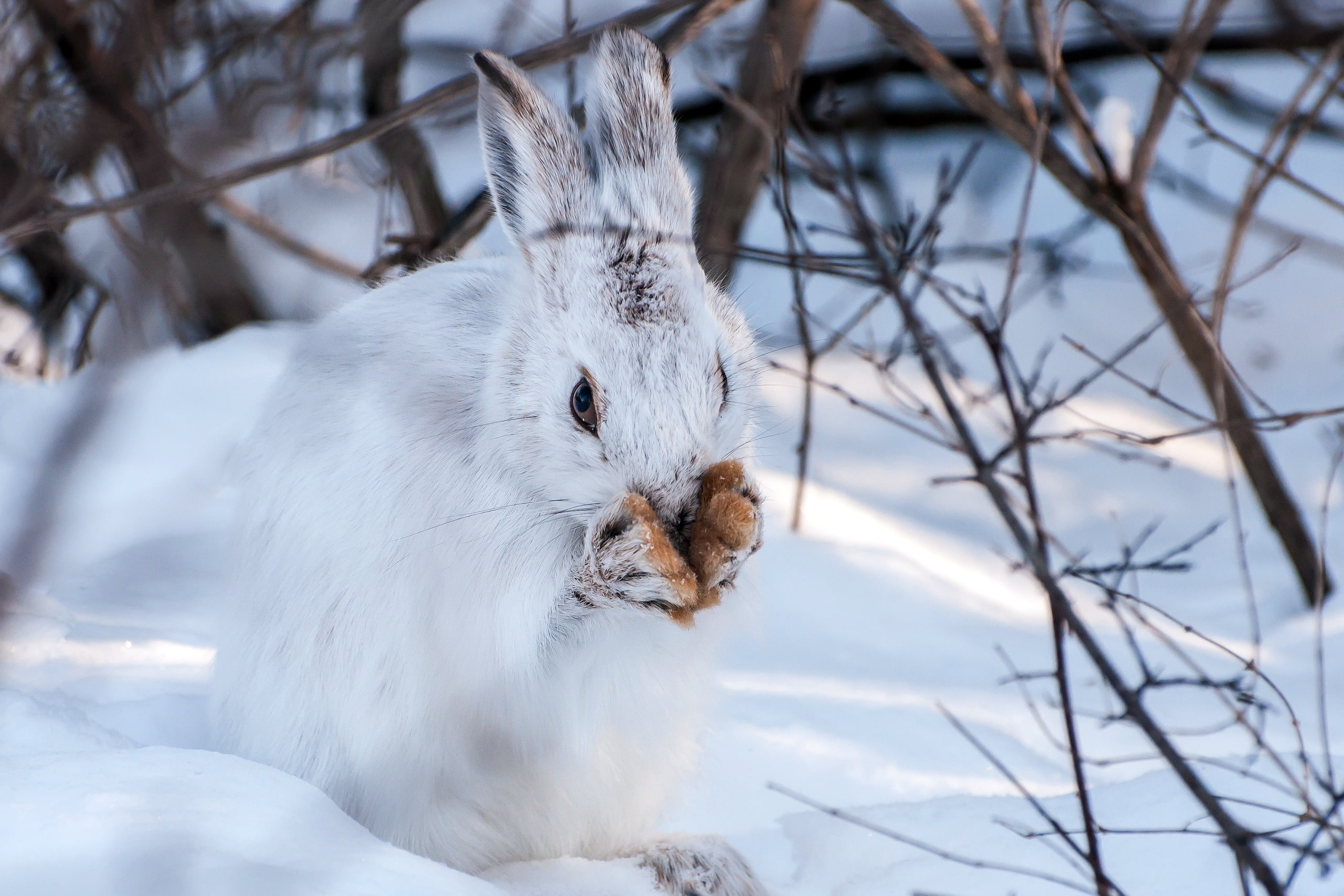 animals, winter, snow, 2K, rabbits, HD Wallpaper