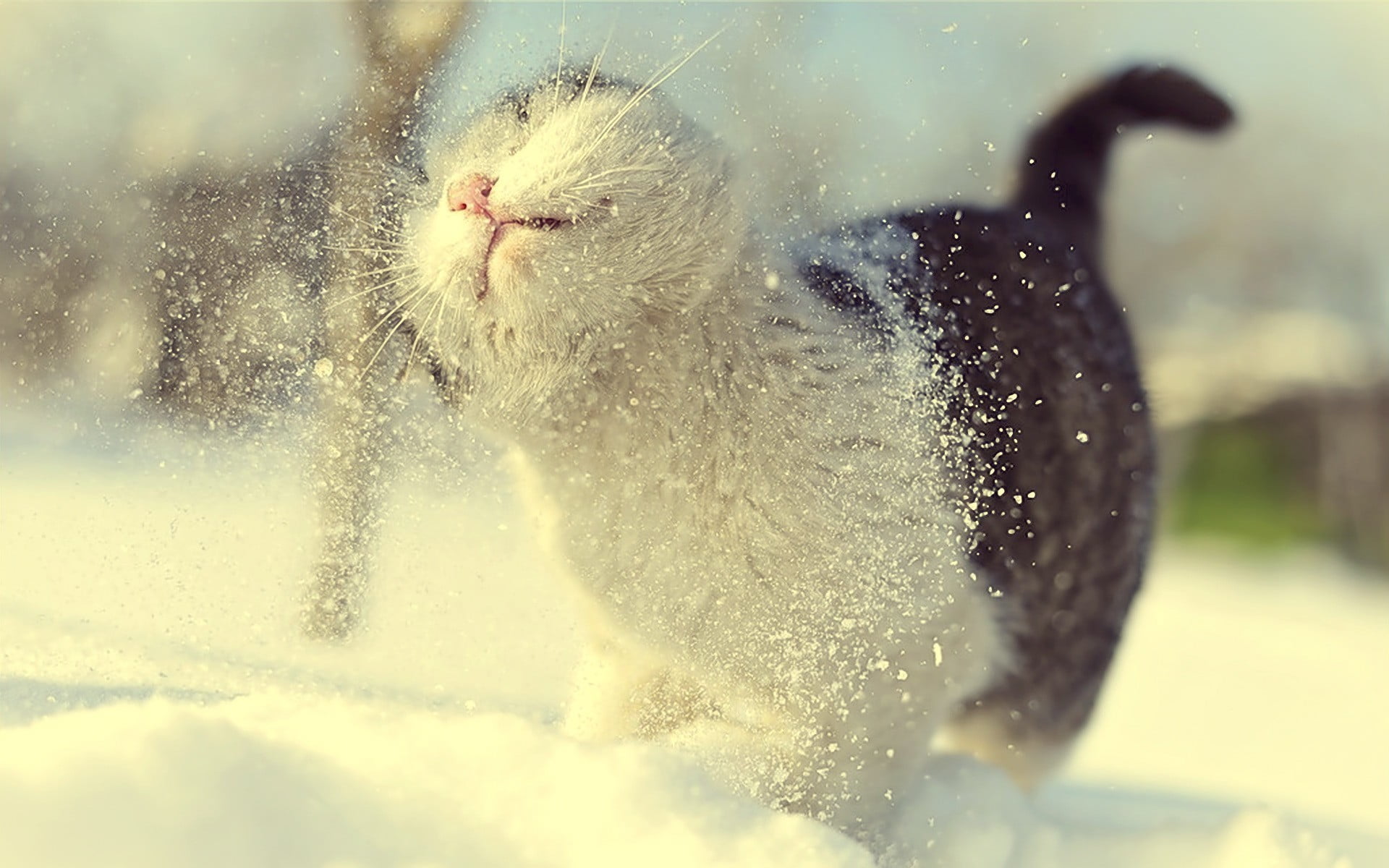 fun, nature, leisure activity, cold - Temperature, cat, domestic Cat, animal, water, young Animal, 1080P, day, domestic Animals, depth of field, macro, HD Wallpaper
