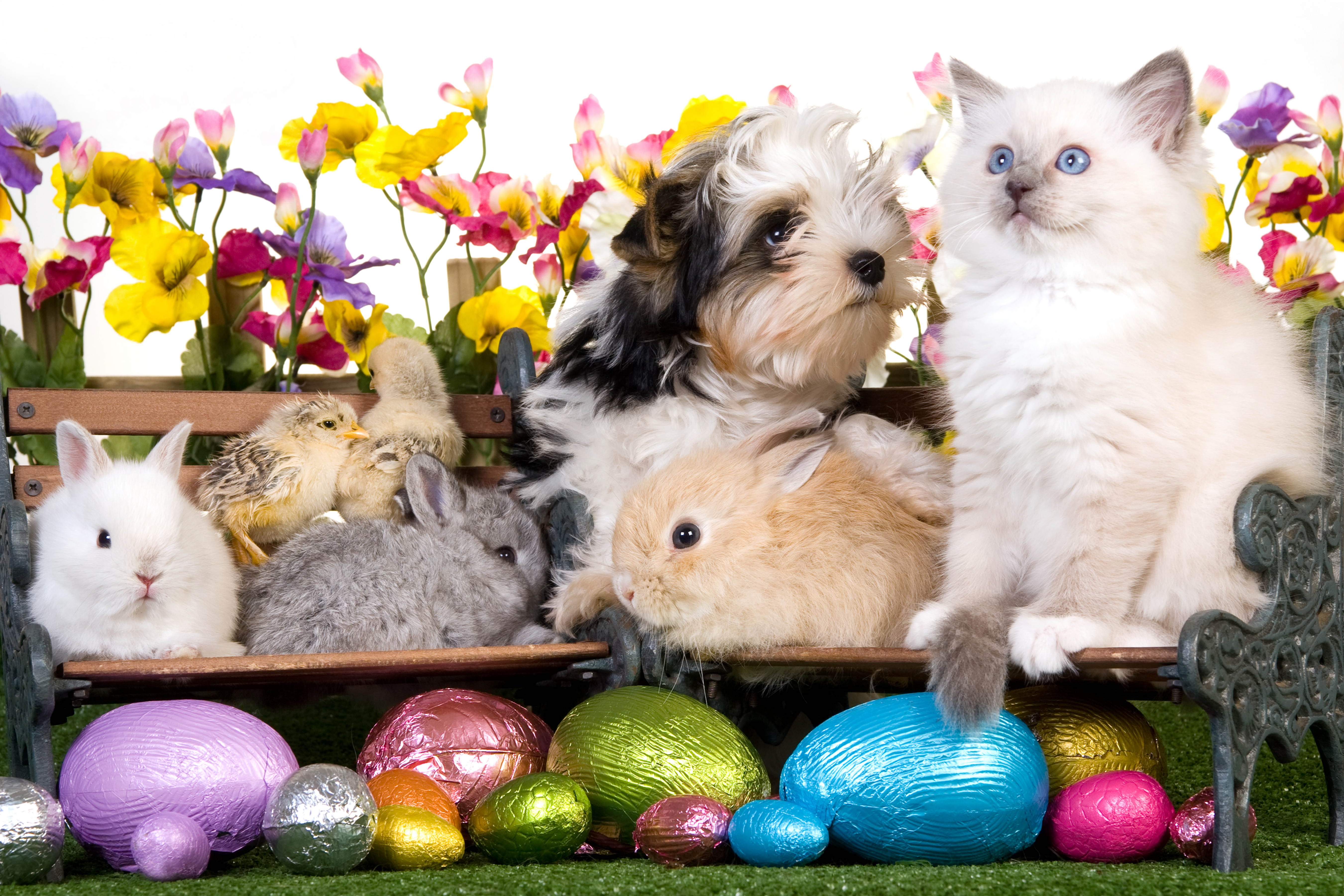 eggs, flowers, animal, variation, indoors, white, multi Colored, vertebrate, cute, fun, springtime, sitting, pets, friendship, domestic, 5K, celebration, HD Wallpaper