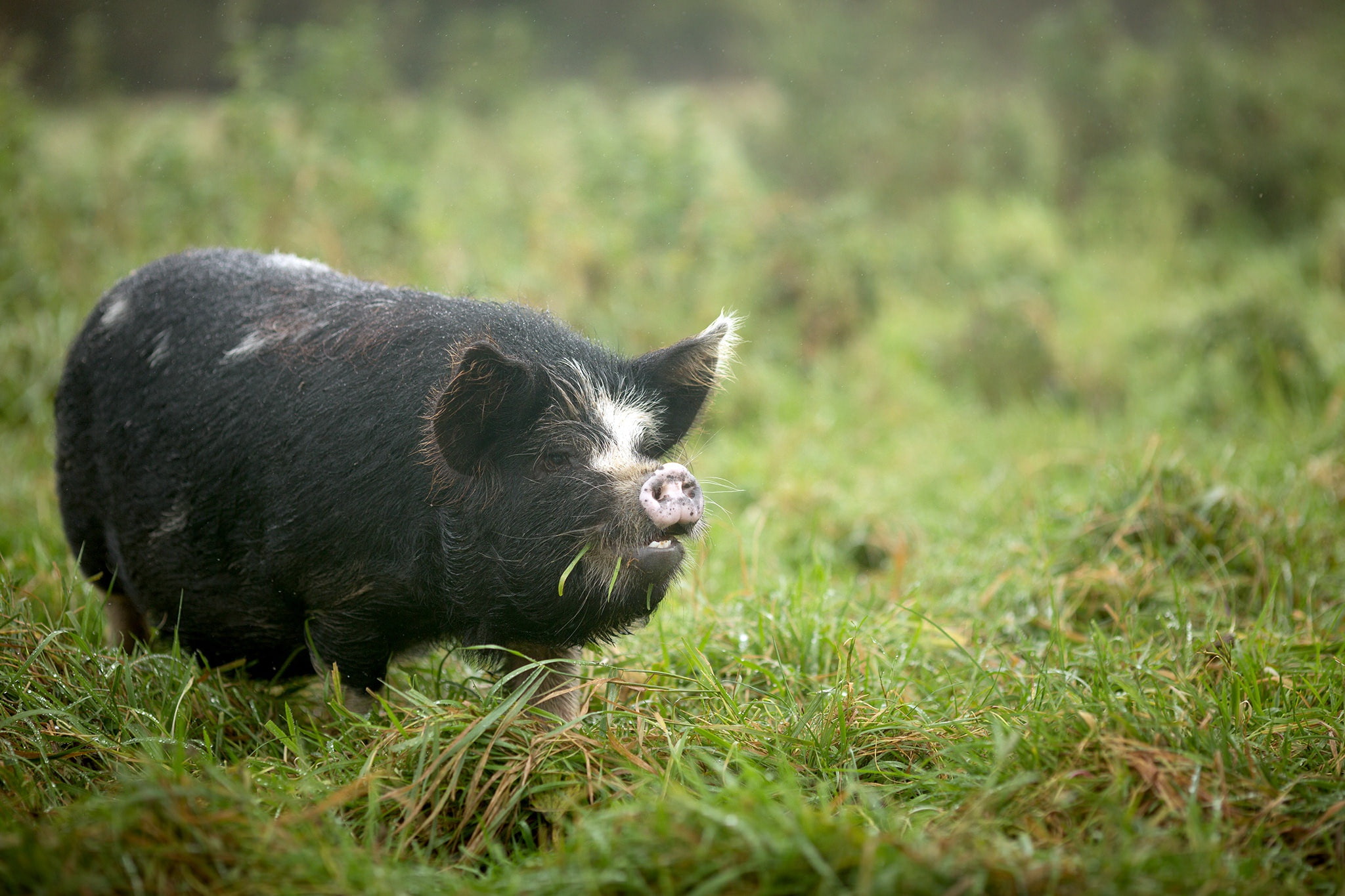 pigs, grass, 1080P, animals, outdoors, HD Wallpaper