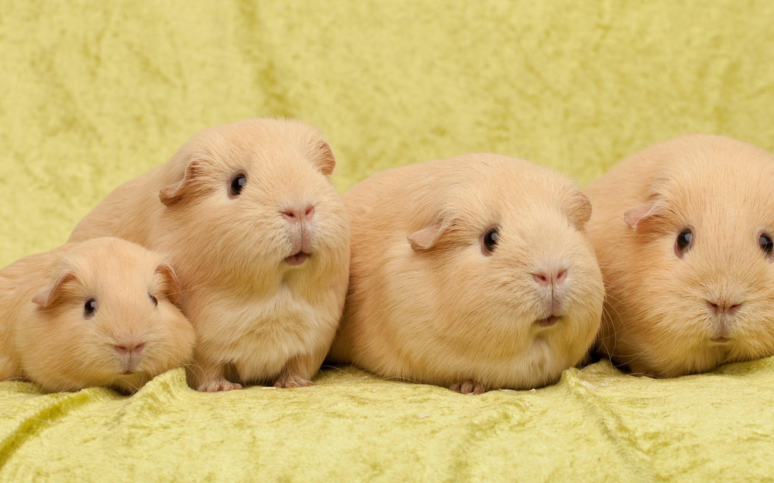 2K, guinea pig, HD Wallpaper