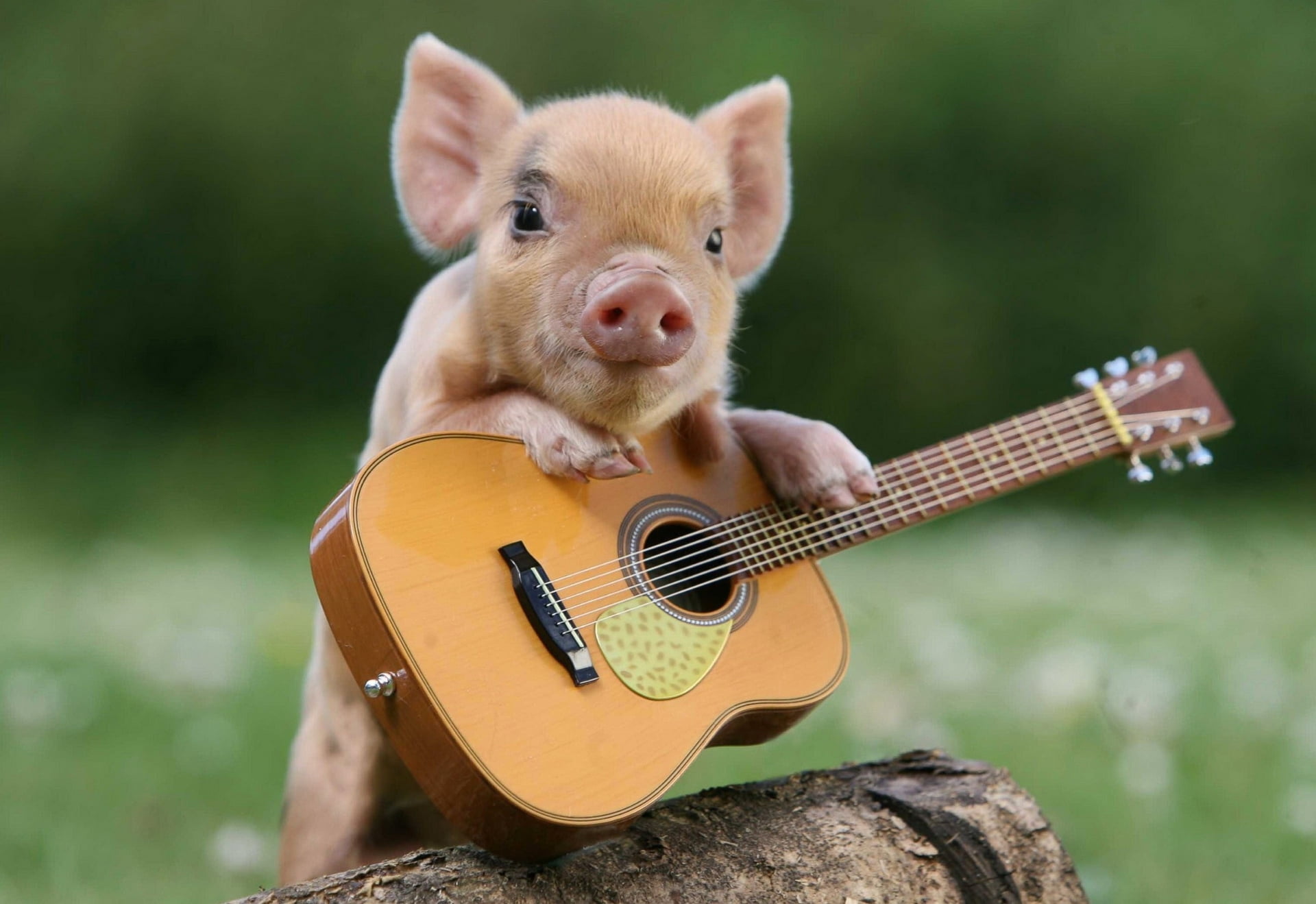 close-up, string instrument, one animal, pets, brown, musical Instrument, little pig, people, playing, small, pig, string, focus on foreground, cute, guitar, HD Wallpaper