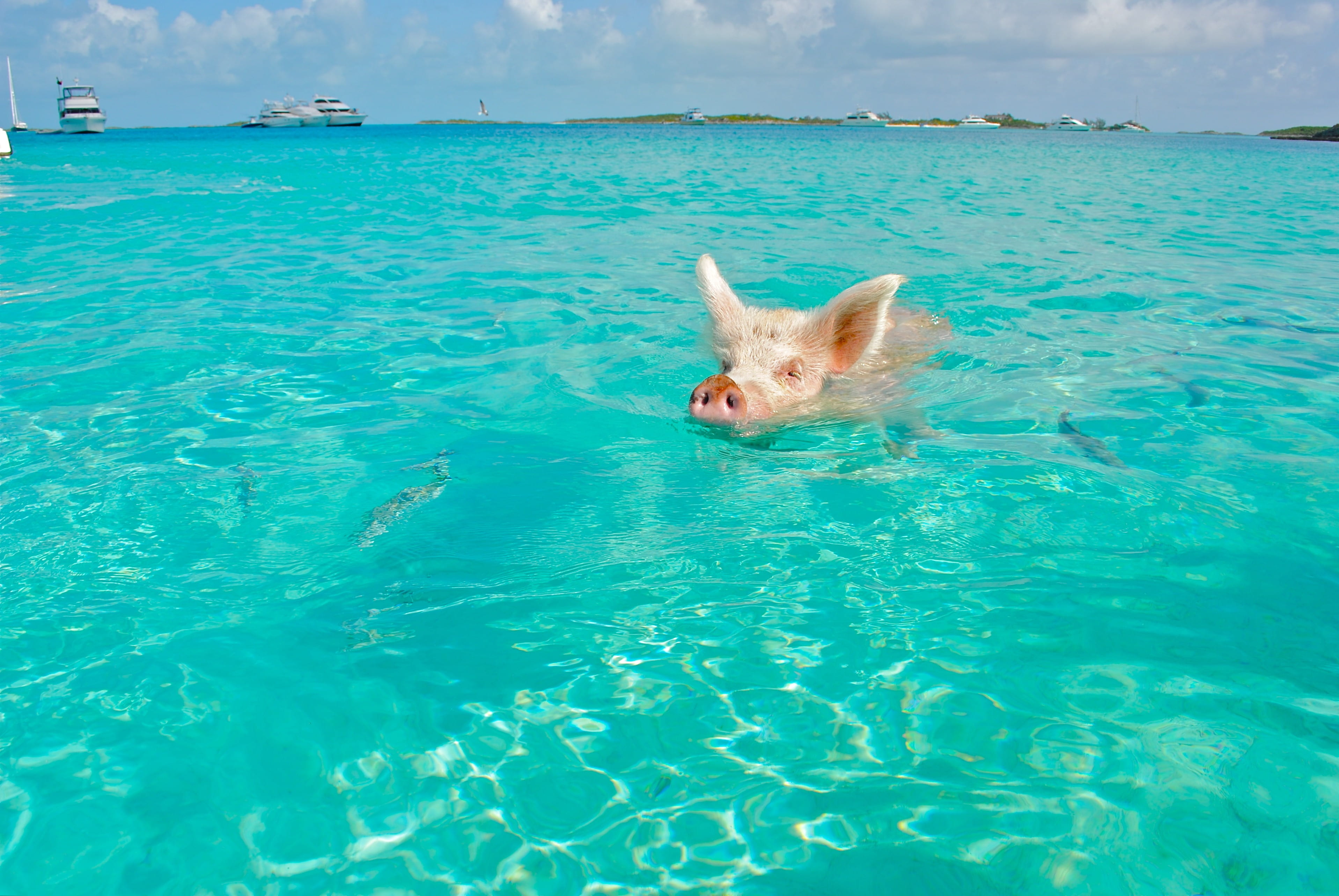 swimming pool, vertebrate, mammal, exumas, small, animal themes, sky, outdoors, wild, domestic, turquoise colored, animal, no people, pig, zoology, wilderness, HD Wallpaper