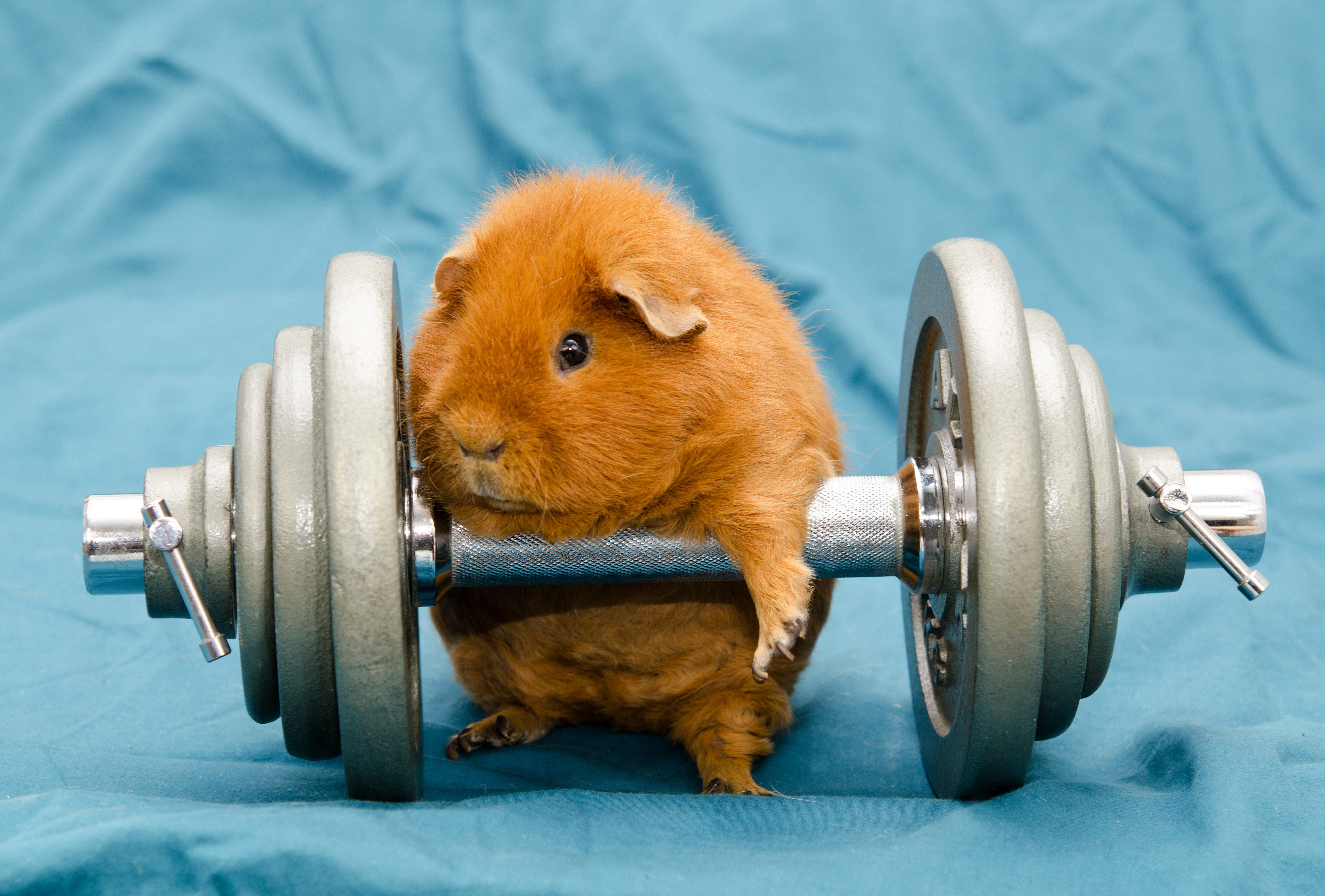 focus on foreground, wheel, domestic animals, vertebrate, animals, no people, weights, mammal, close-up, animal themes, domestic, weight, humor, animal, HD Wallpaper