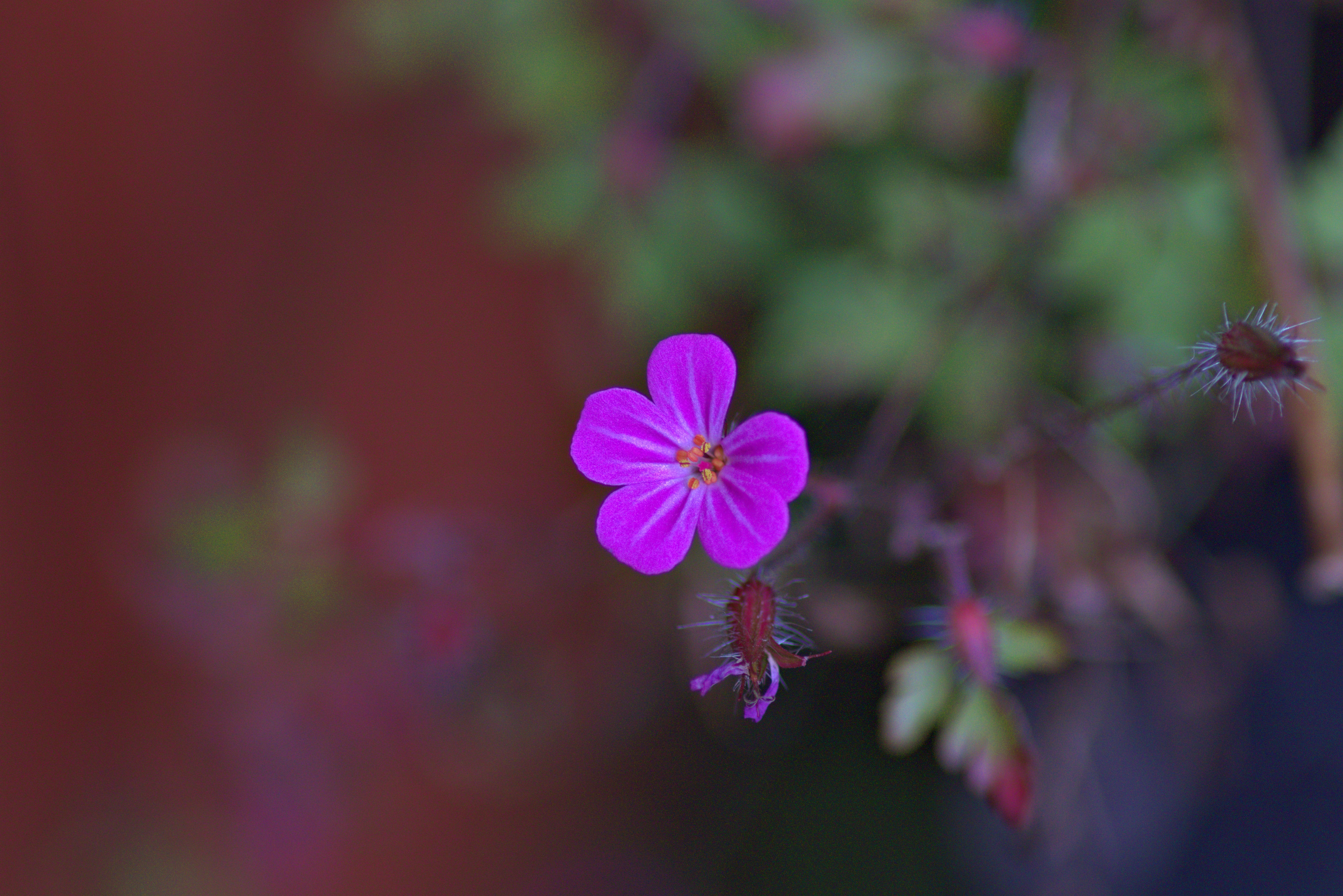 outdoors, garden, purple, day, growth, selective focus, battersea, london, pink color, freshness, spring, 5K, flower, flowering plant, pollen, flower head, HD Wallpaper