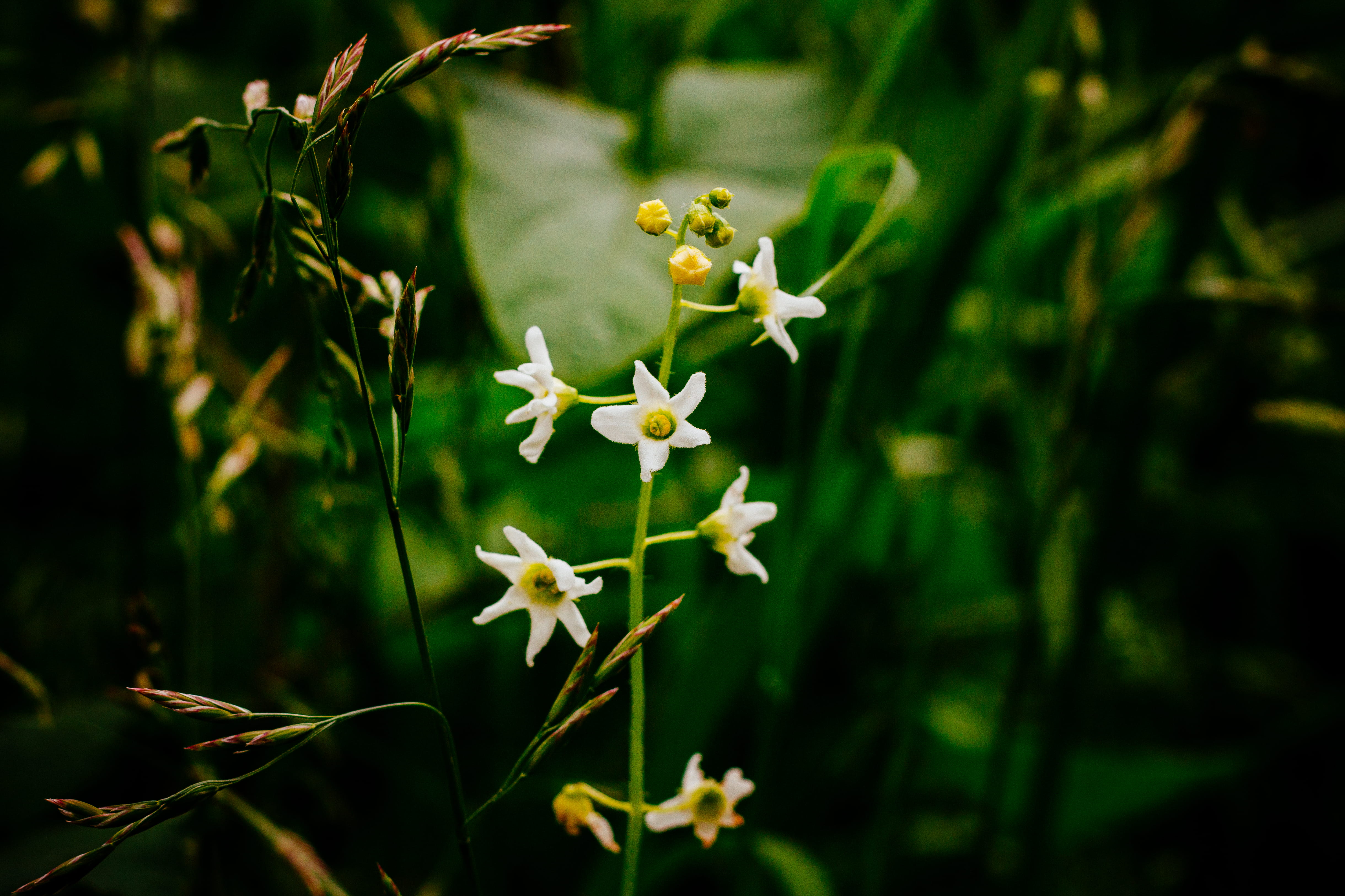 nature, blossom, day, plant stem, bloom, green, klamath falls, no people, freshness, white, flower, pollen, vulnerability, selective, petal, brown, rust, HD Wallpaper
