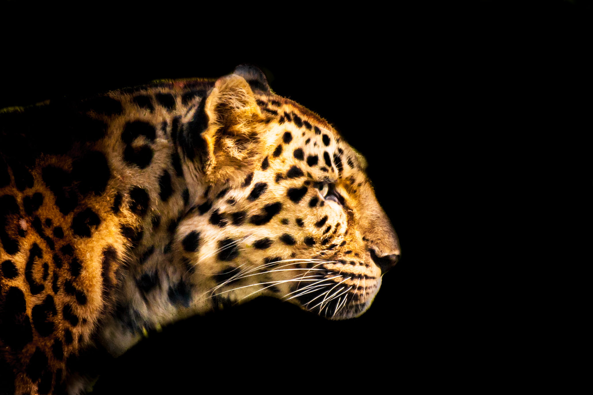 me  my, danger, Level 2, Level 7, platinum, Remember That, out of the dark, Level 4, silver, head, Moment, nature, big Cat, feline, 1080P, leopard, animals In The Wild, HD Wallpaper