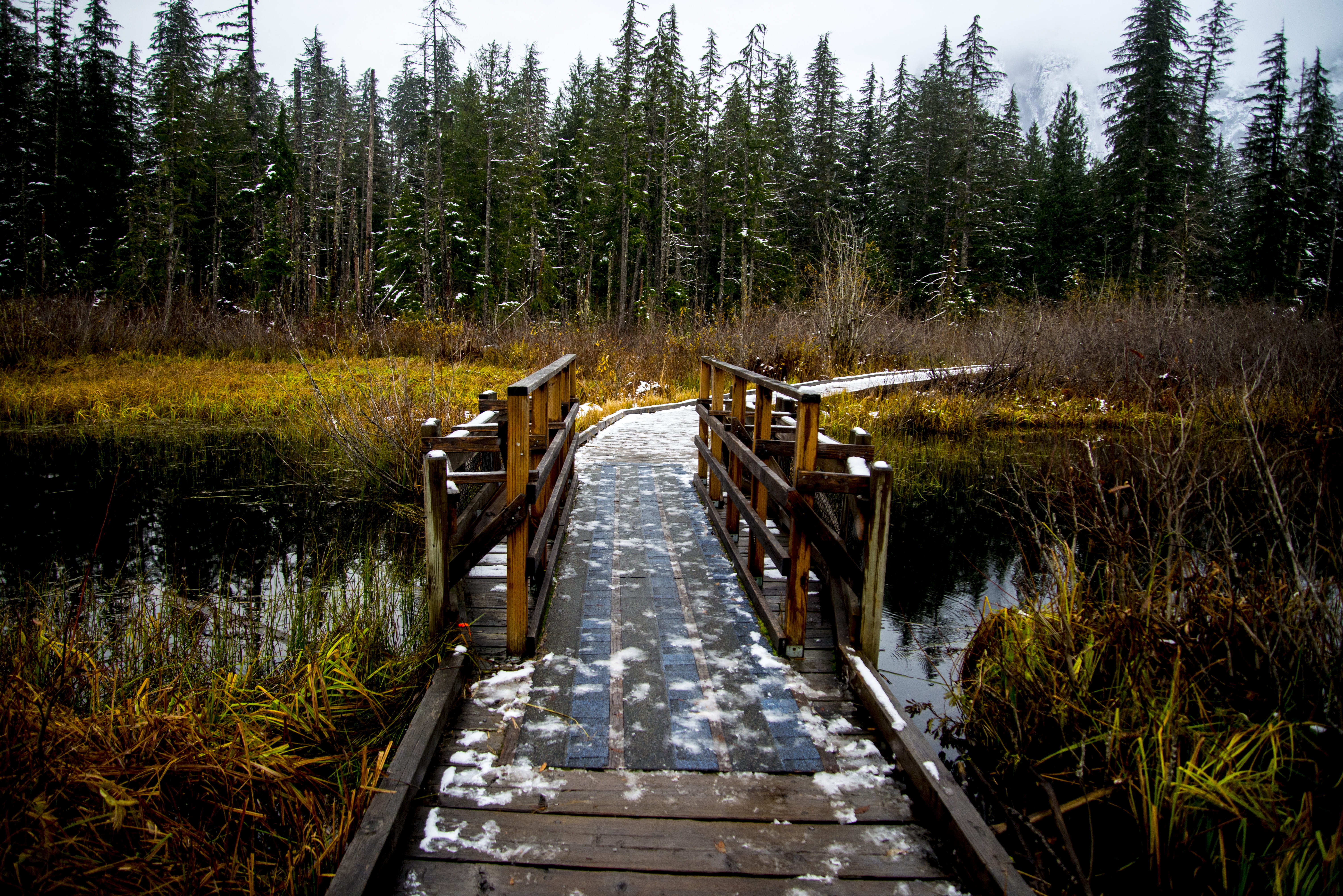 snow, non-urban scene, united states, day, forest, no people, nature, trees, growth, scenics - nature, washington, tranquility, granite falls, 5K, beauty in nature, HD Wallpaper