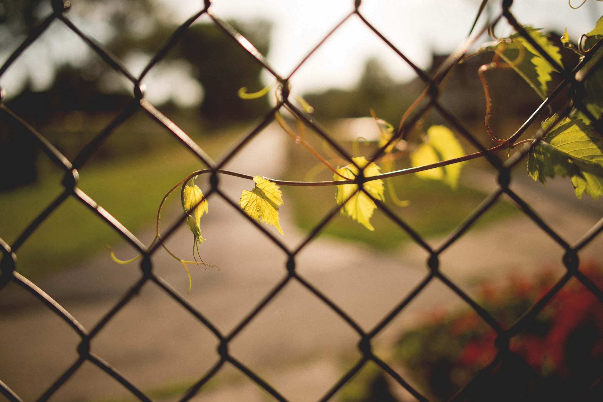 field, nature, security, no people, 1080P, focus on foreground, day, depth of field, boundary, backgrounds, plants, pattern, sky, chainlink fence, sport, HD Wallpaper