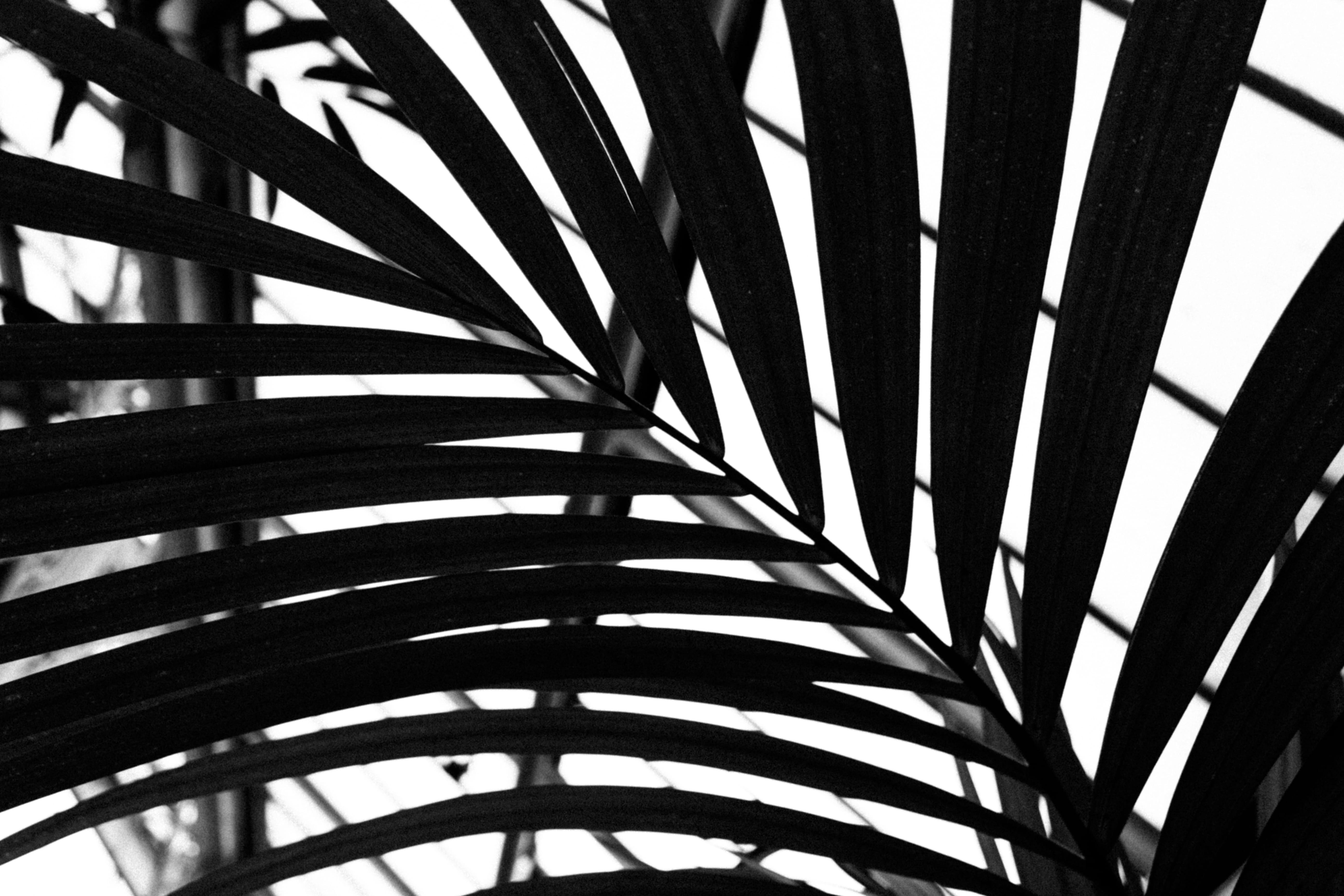united kingdom, black and white, photo, droplet, leaf, photography, birmingham, growth, full frame, staircase, fern, palm leaves, architecture, crisscross, HD Wallpaper