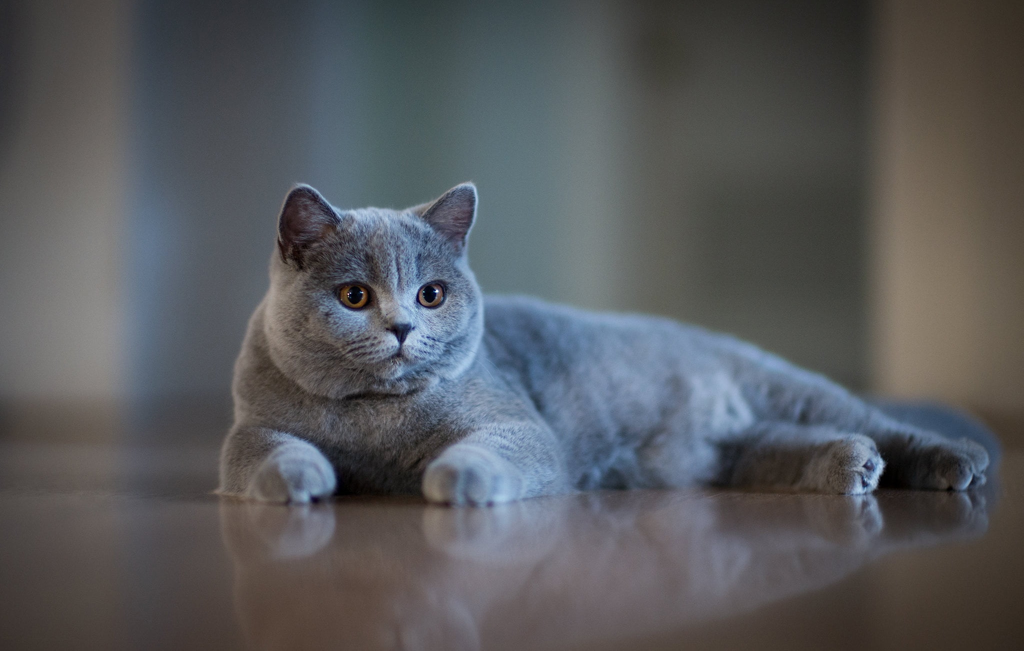 muzzle, bokeh, British Shorthair, grey, 1080P, cat, HD Wallpaper