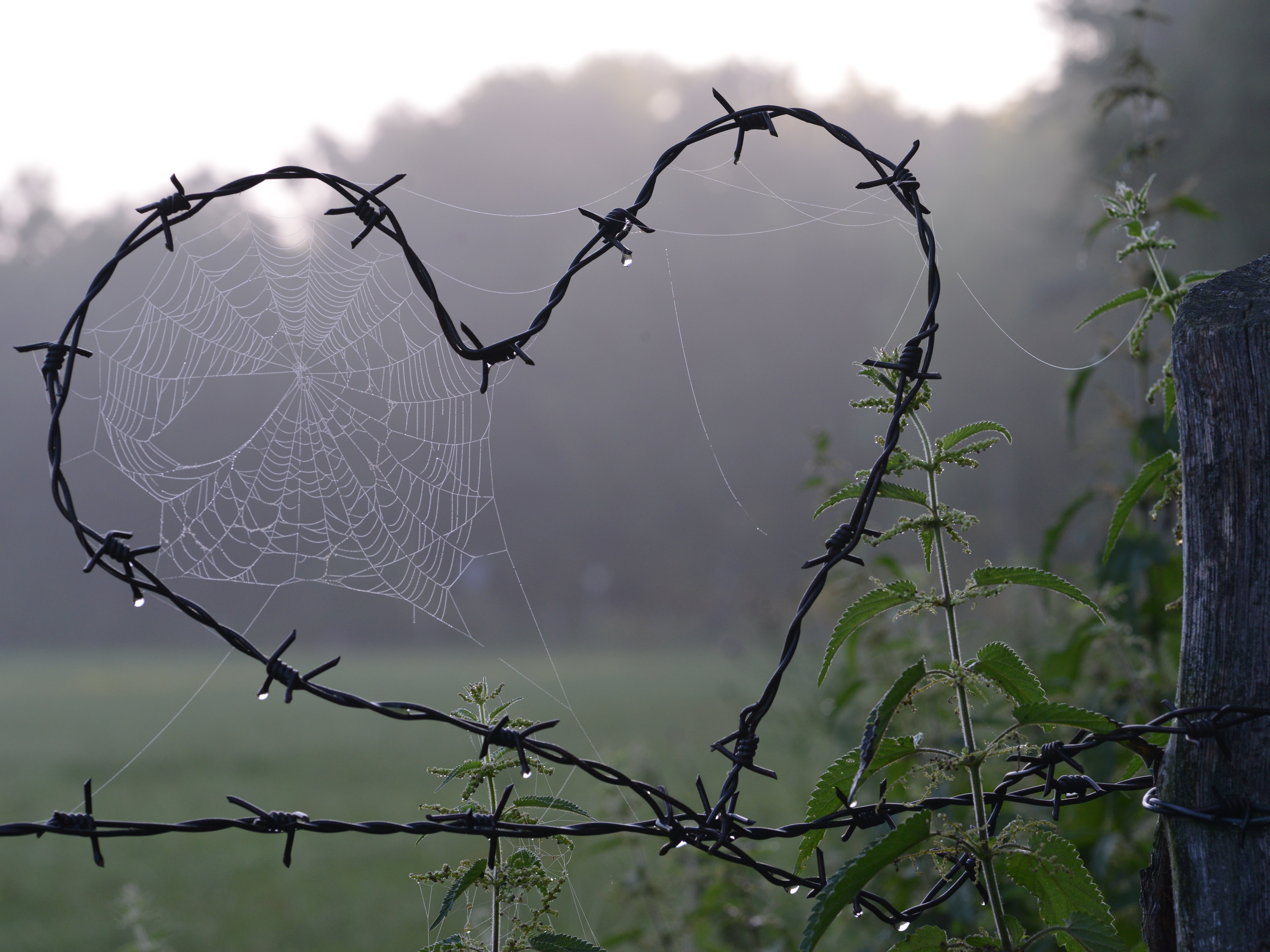 spider, spider web, complexity, fragility, vulnerability, photography, beauty in nature, warning sign, wire, boundary, focus on foreground, safety, close-up, HD Wallpaper