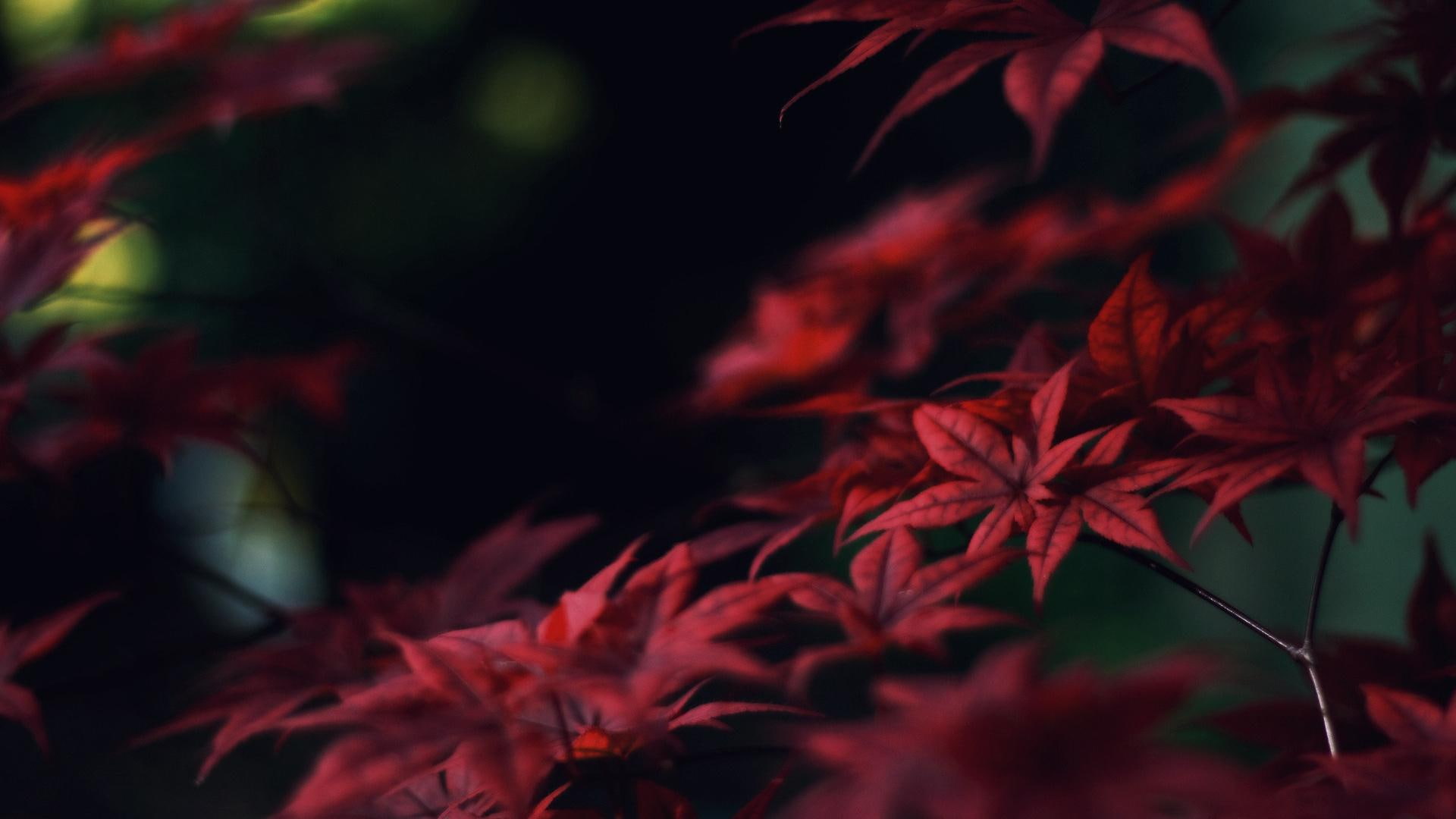 leaves, 3d and abstract, crimson, autumn, nature, trees, leaf, 1080P, bushes, forest, HD Wallpaper