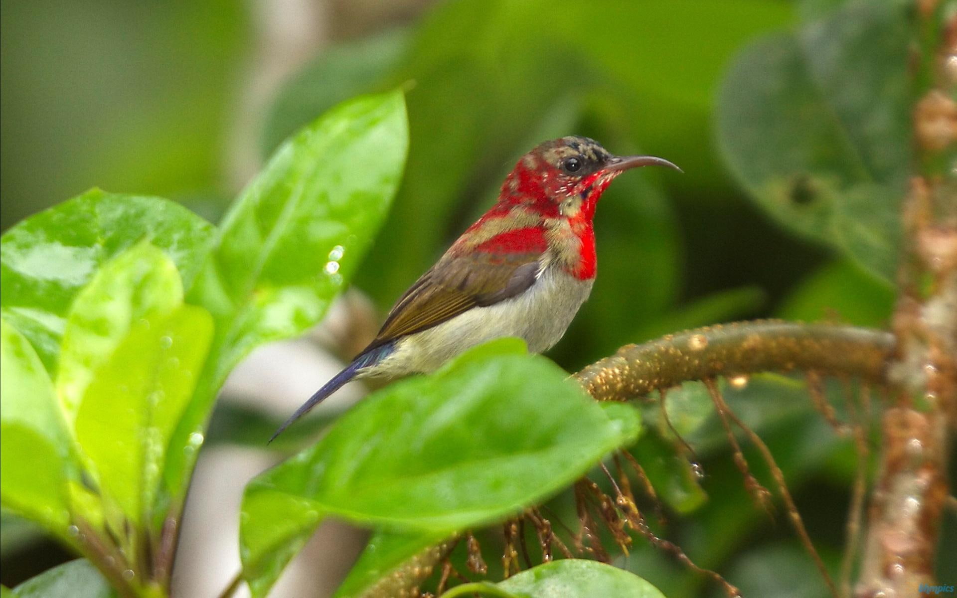 animals, tree branch, 1080P, crimson, branch, sunbirds, birds, sunbird, HD Wallpaper