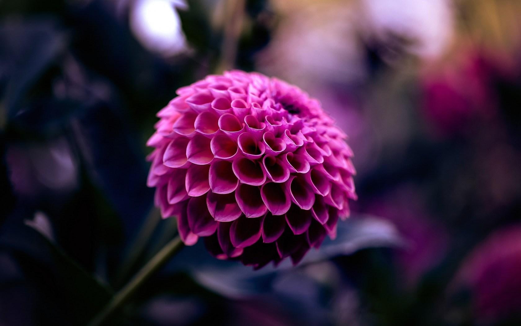 720P, dahlia, ball, crimson, flowr, flower, pink, HD Wallpaper