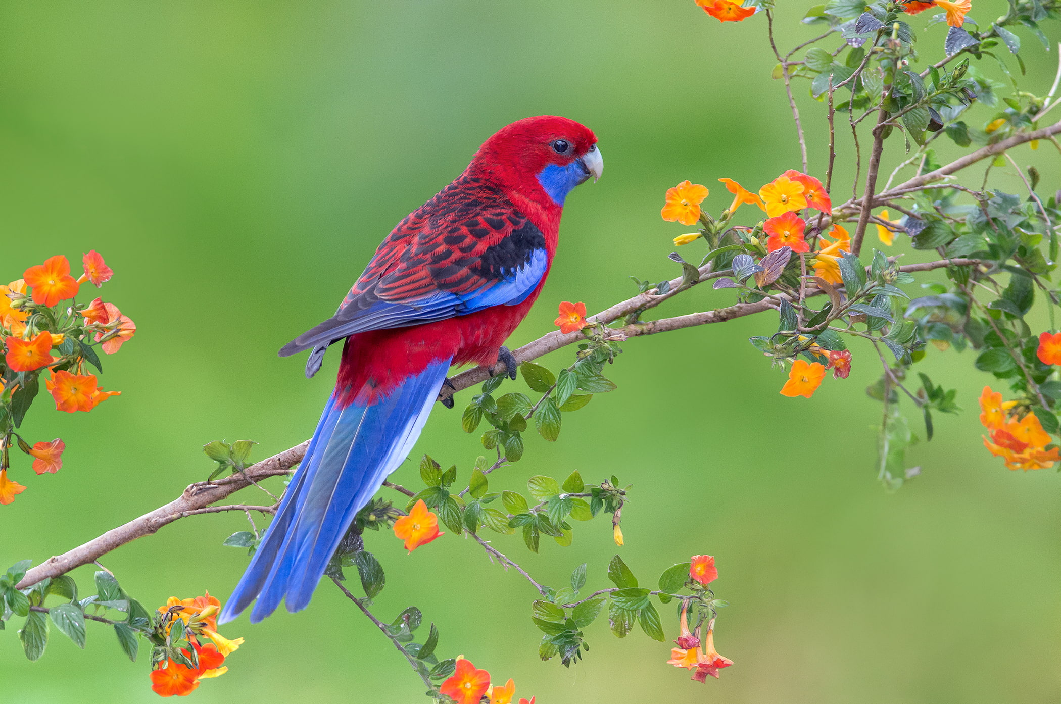 1080P, Blossom, Rosella, Birds, Crimson Rosella, Spring, Branch, Parrot, HD Wallpaper