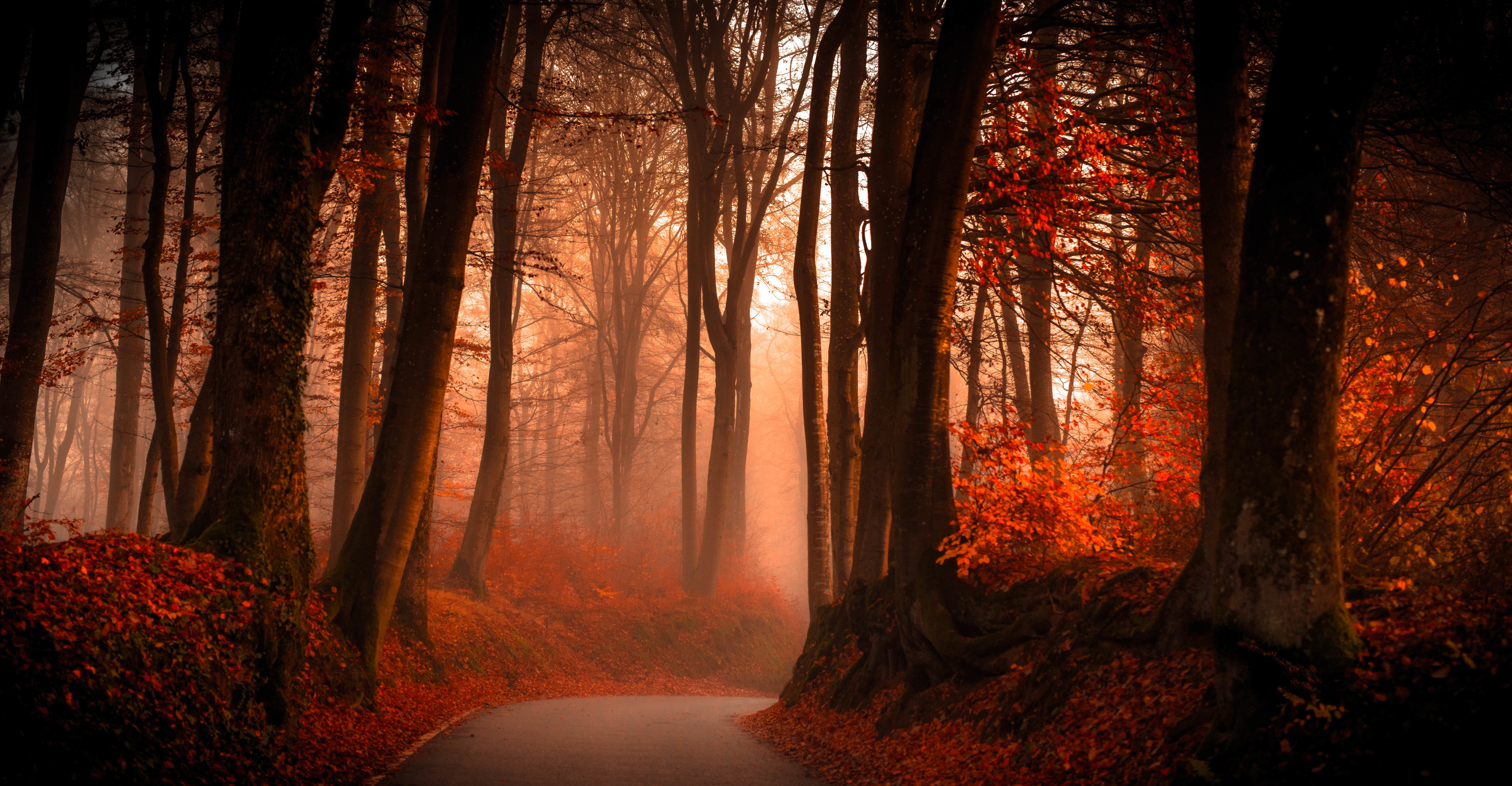 Forest, 5K, 5K, Pathway, crimson, red, Autumn, HD, HD Wallpaper