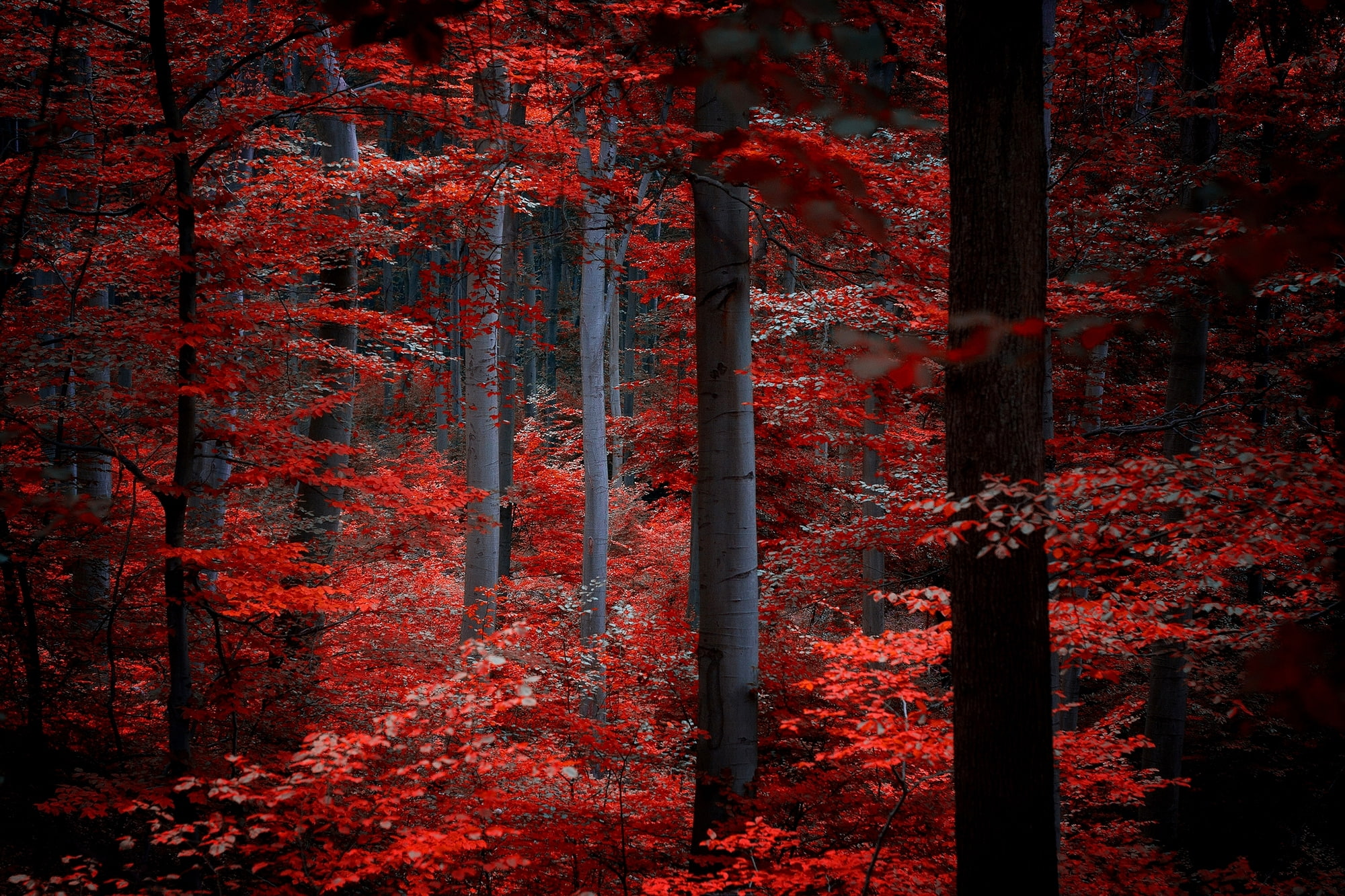 plant, season, landscape, nature, growth, scenics - nature, day, natural condition, tranquility, autumn, tree trunk, land, leafed, scenics, tranquil Scene, HD Wallpaper