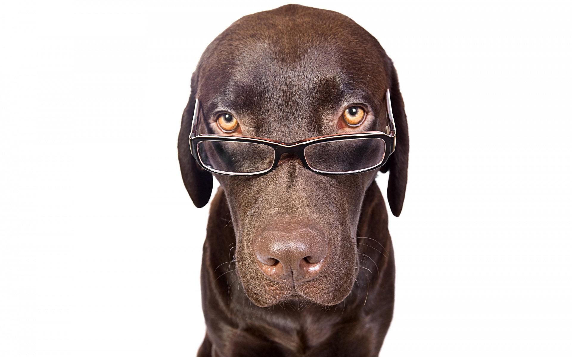 animals, tan, short, coat, clever, 1080P, glasses, nose, brown, dog, HD Wallpaper