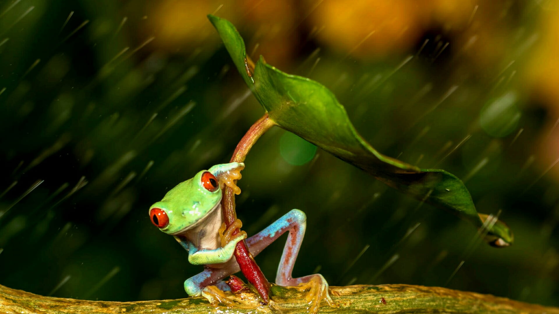 green color, animal wildlife, umbrella, 1080P, animal, water, animals in the wild, rain, amphibian, bird, rainy day, day, agalychnis callidryas, animal themes, HD Wallpaper
