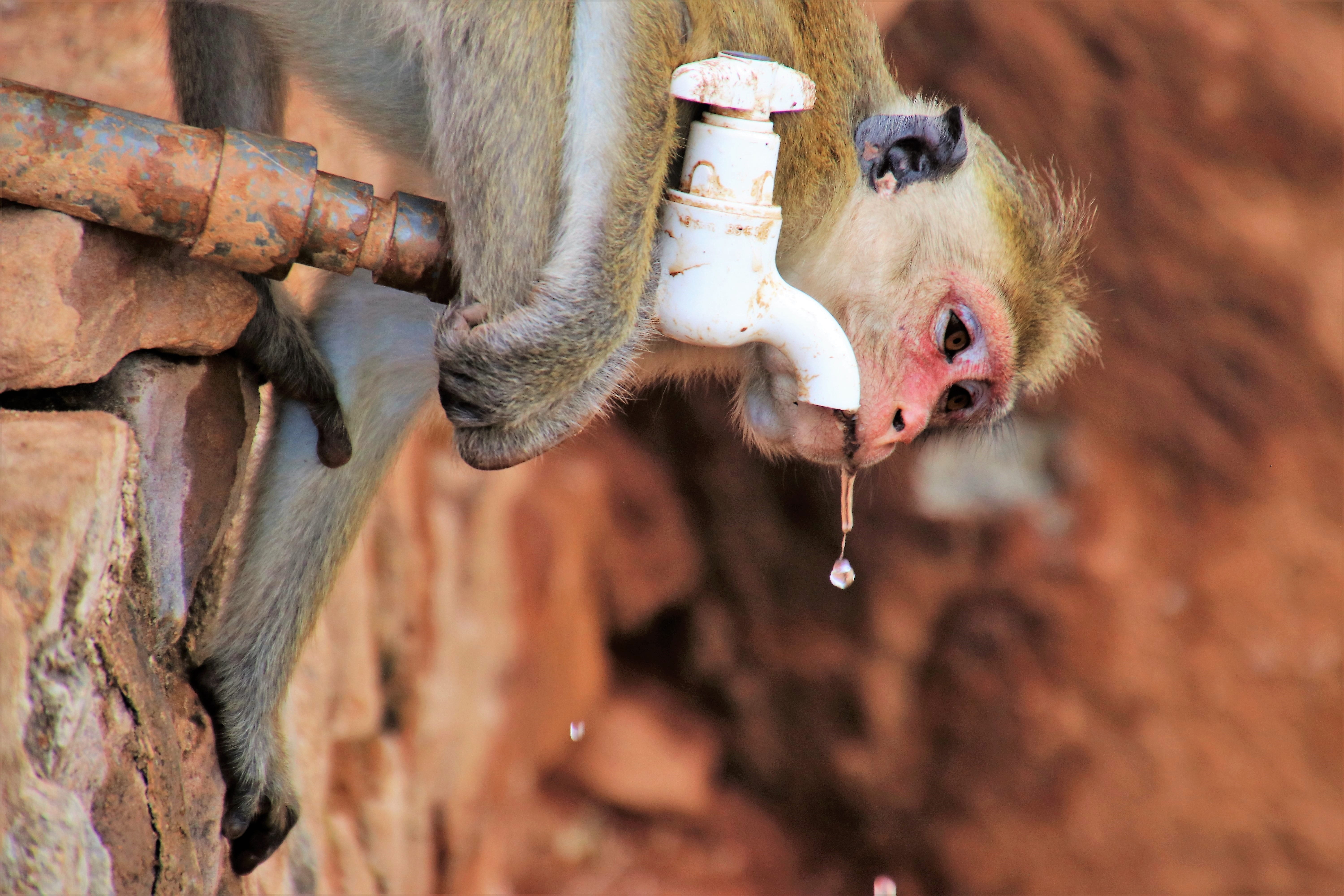 herbivorous, animal mouth, rocks, travel, livestock, wall, animal themes, closeup, rock, tour, animal wildlife, thoughtful, keeps, animals, monkey, animal head, HD Wallpaper