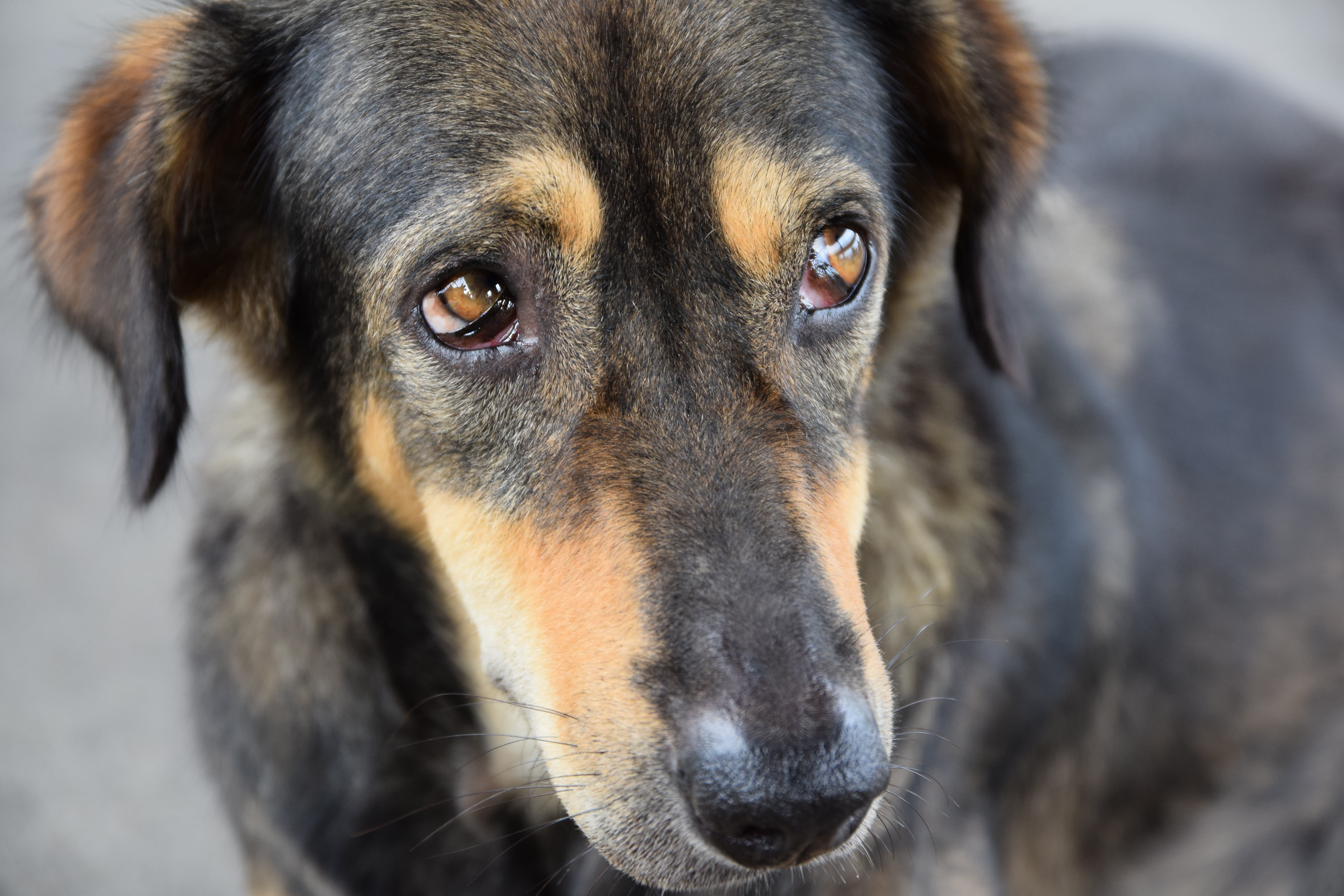 domestic, dog, black, no people, animal themes, looking at camera, canine, feeling, short, animal eye, animals, mammal, tan, black color, animal nose, snout, HD Wallpaper