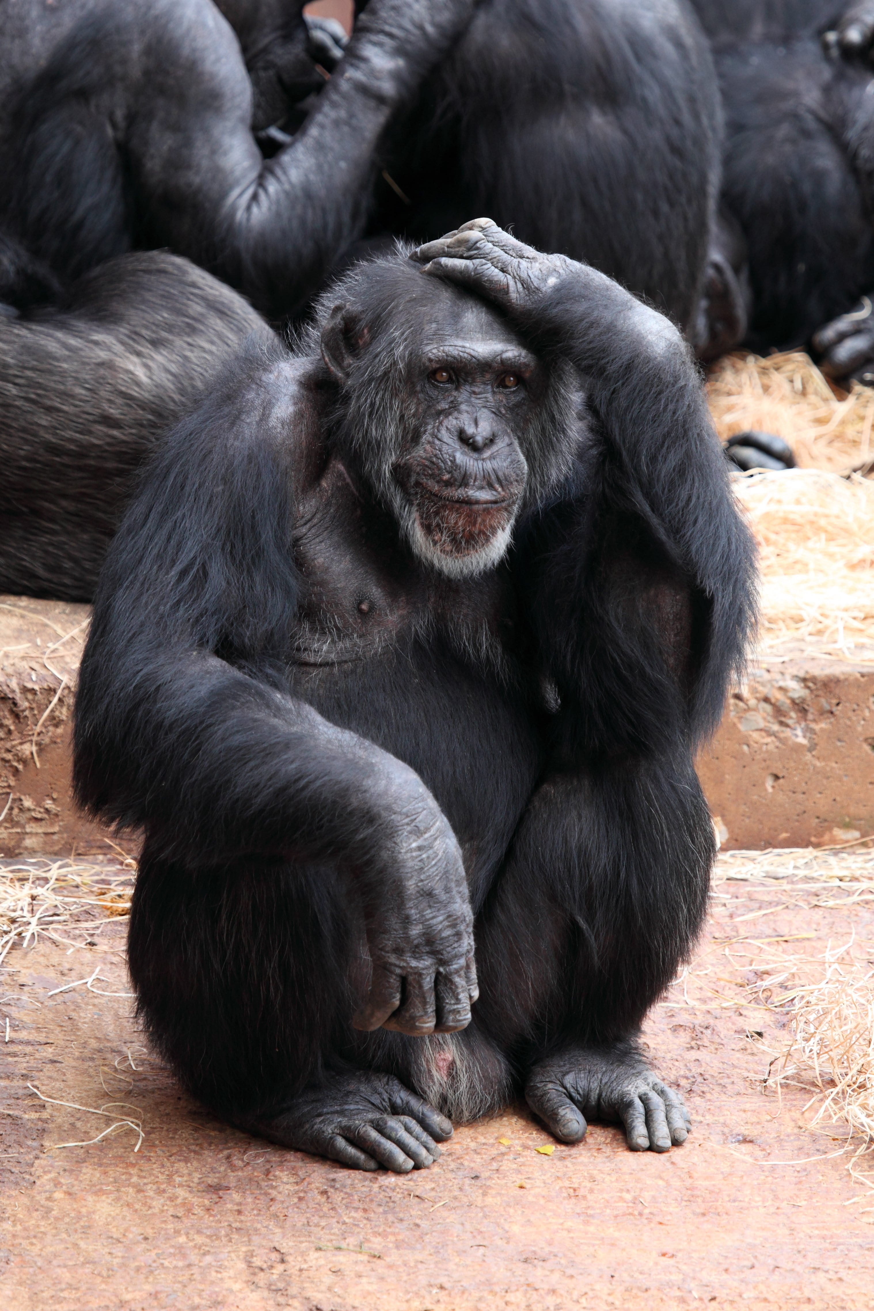 day, animals in captivity, brown, hands, zoo, head, animals in the wild, 4K, face, primate, mammal, clever, monkey, young animal, black color, animal family, Phone HD Wallpaper