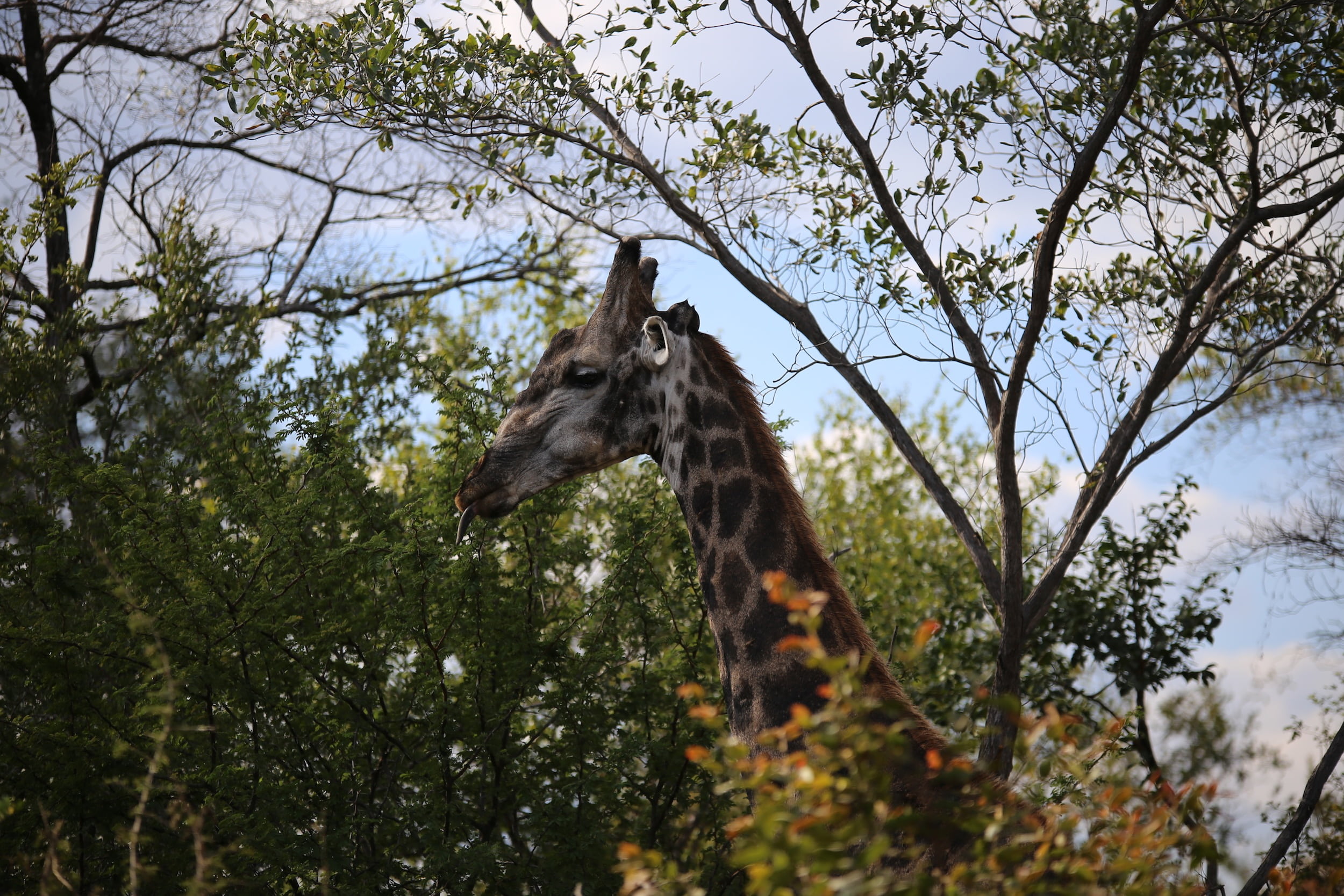 tree, animal head, outdoors, game drive, branch, animals in the wild, outdoor, trees, vertebrate, grassland, victoria falls national park, nature, conservation, HD Wallpaper