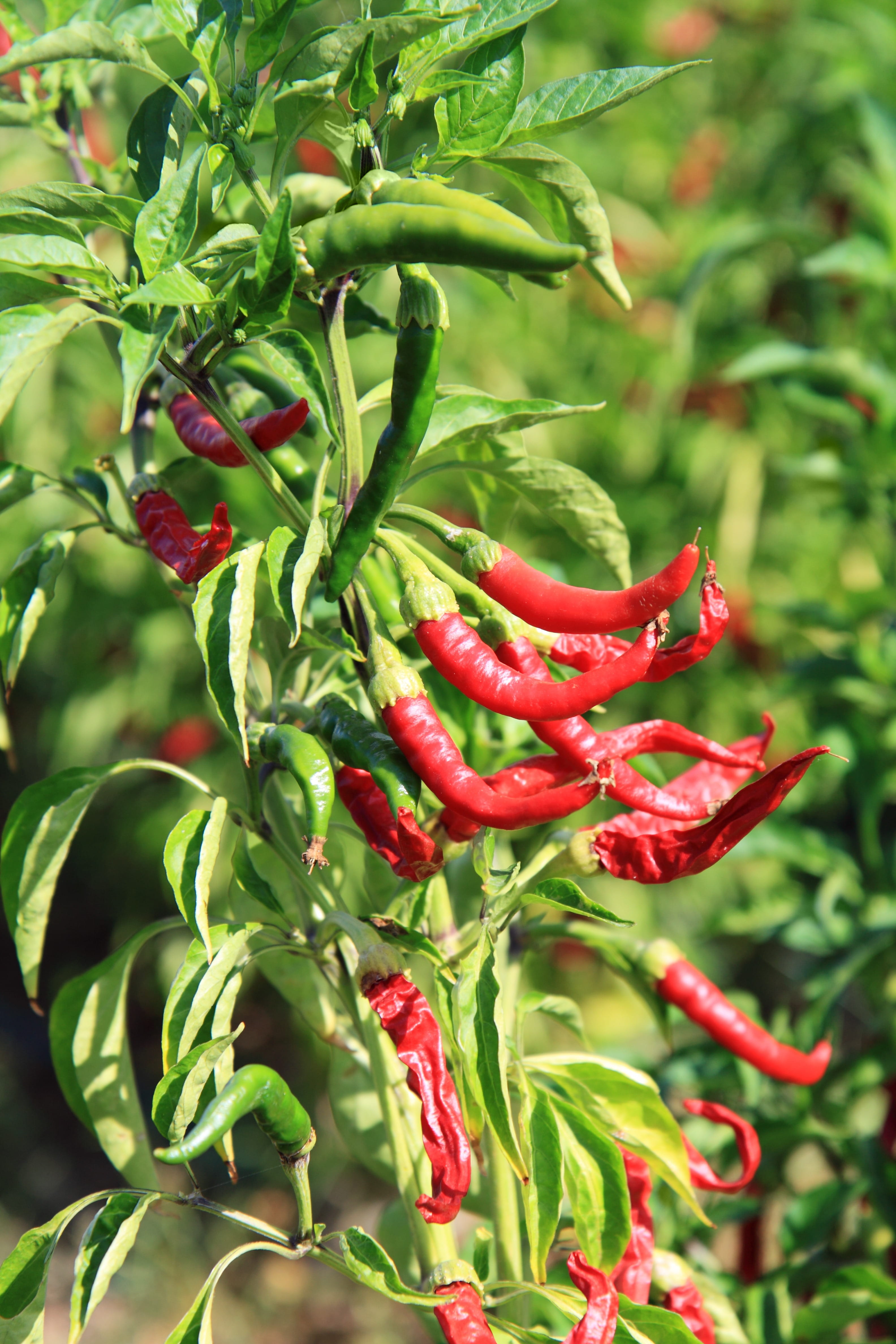 Colorful, plant part, no people, nature, growing, leaves, growth, chili pepper, outdoors, pepper, Flavor, 4K, spicy, plant, leaf, red, beauty in nature, Phone HD Wallpaper