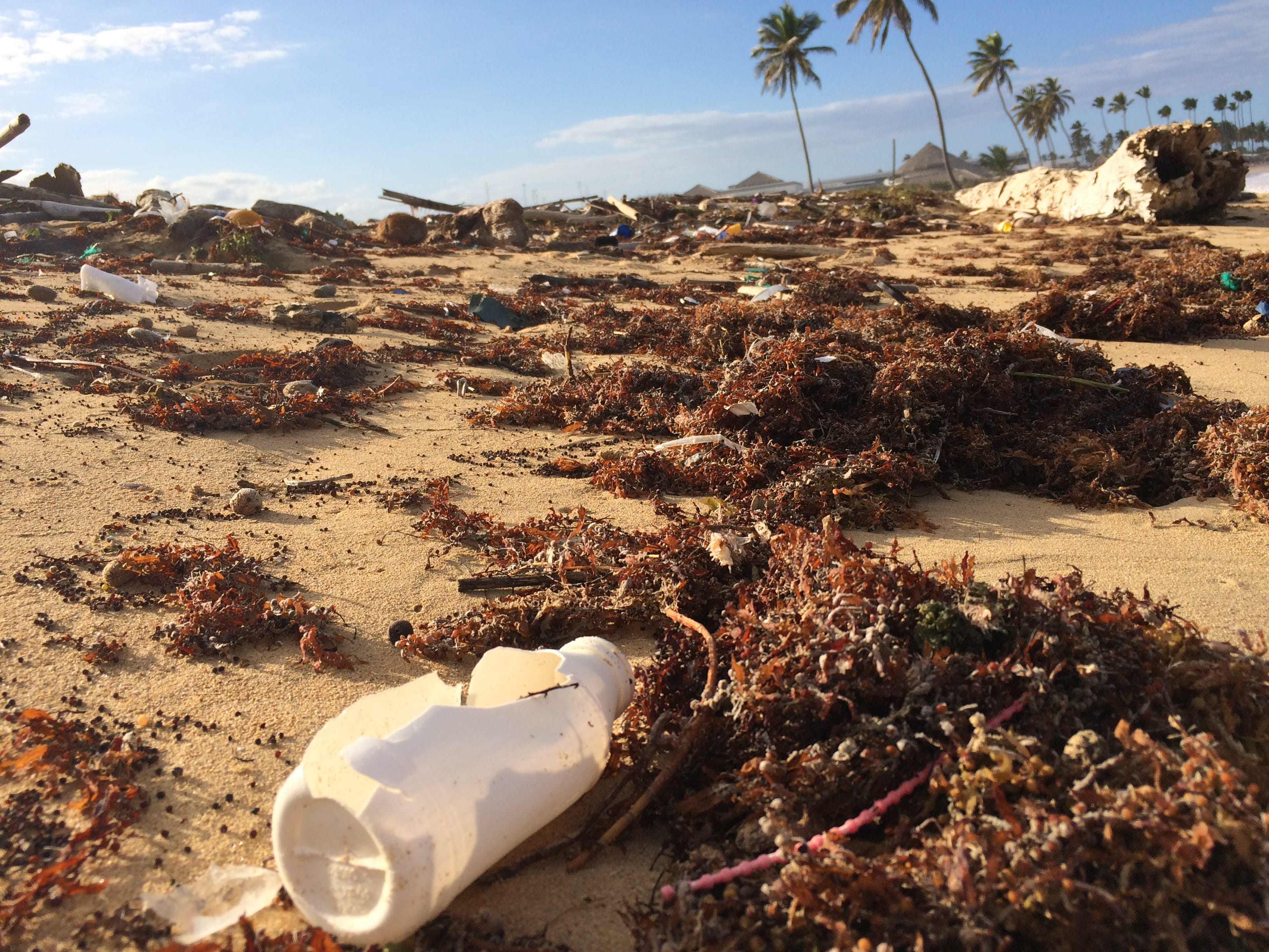 beach, beaches, recycle, nature, sand, day, ocean, sunlight, dominican, waste, outdoors, enviroment, plant, animal, sky, water, unnamed road, soil, palm tree, HD Wallpaper