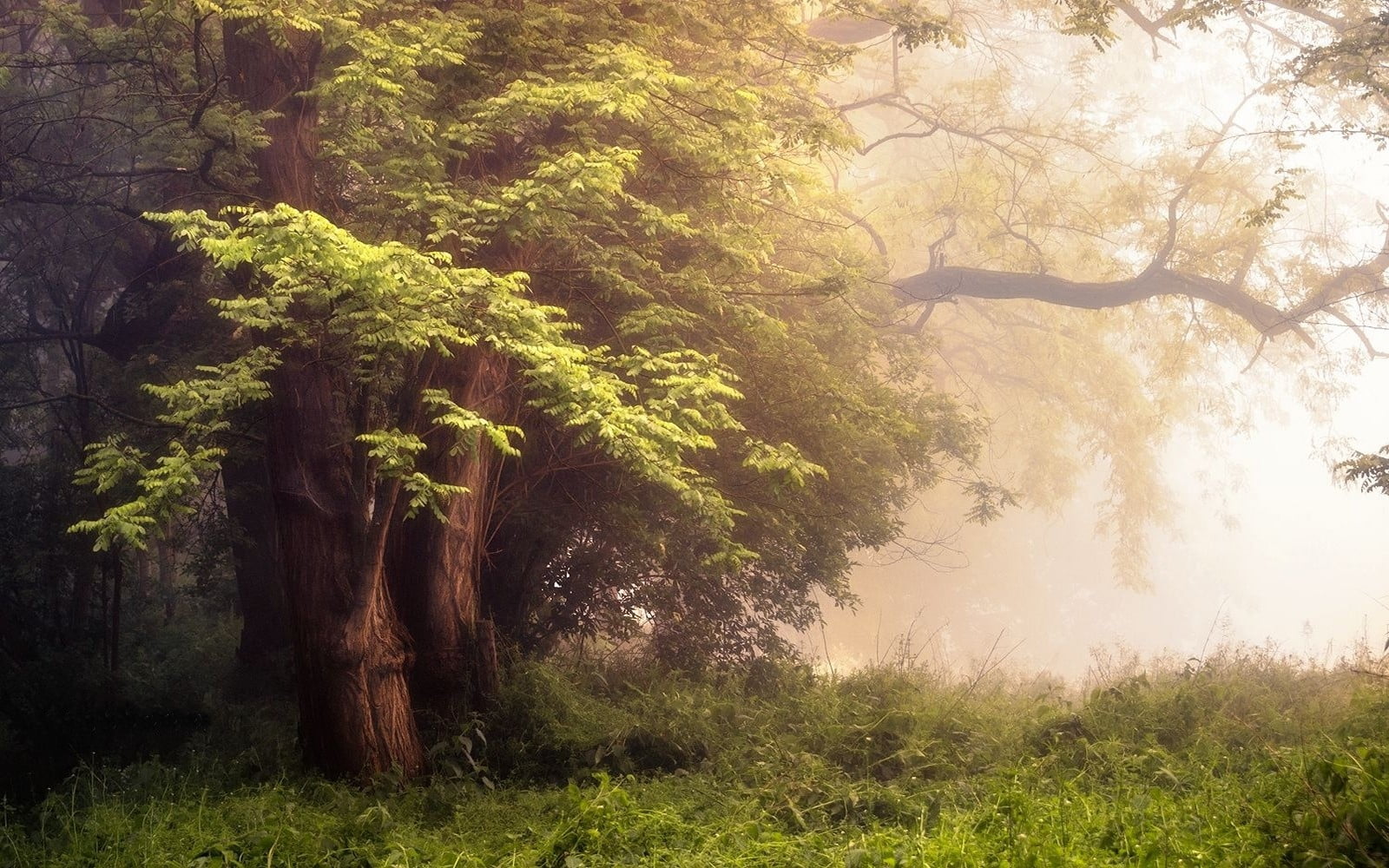 tranquil scene, morning, spring, foliage, trees, Acacia, sunlight, scenics - nature, green color, shrubs, green, lush foliage, photography, 720P, rainforest, HD Wallpaper