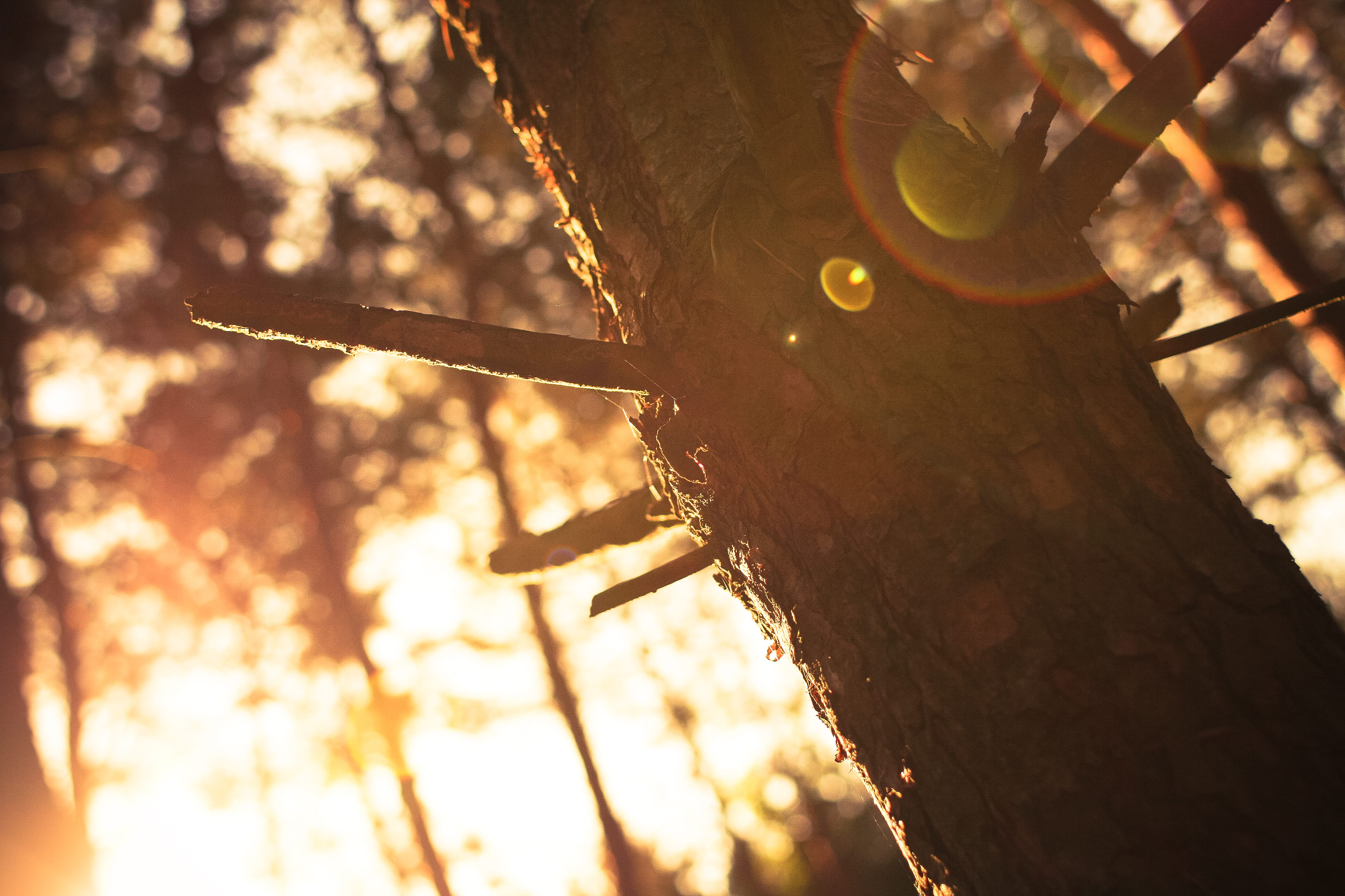 sunset, forest, Tree, woodland, day, sky, outdoors, sport, wood - Material, sun, tree Trunk, focus on foreground, 4K, sunlight, trunk, plant, lens flare, HD Wallpaper