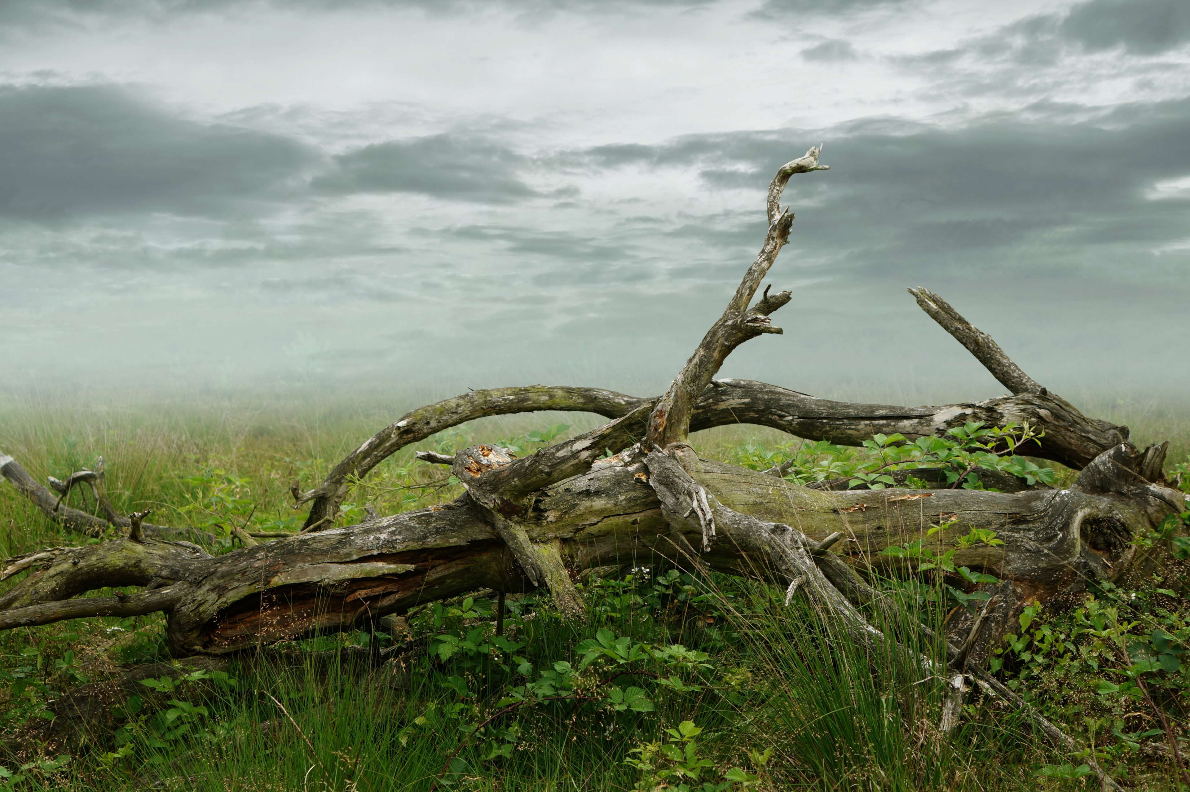 gnarled, tranquility, non-urban scene, drought, outdoors, log, tree trunk, aesthetic, land, w, day, dead plant, branches, beauty in nature, weathered, tree, HD Wallpaper