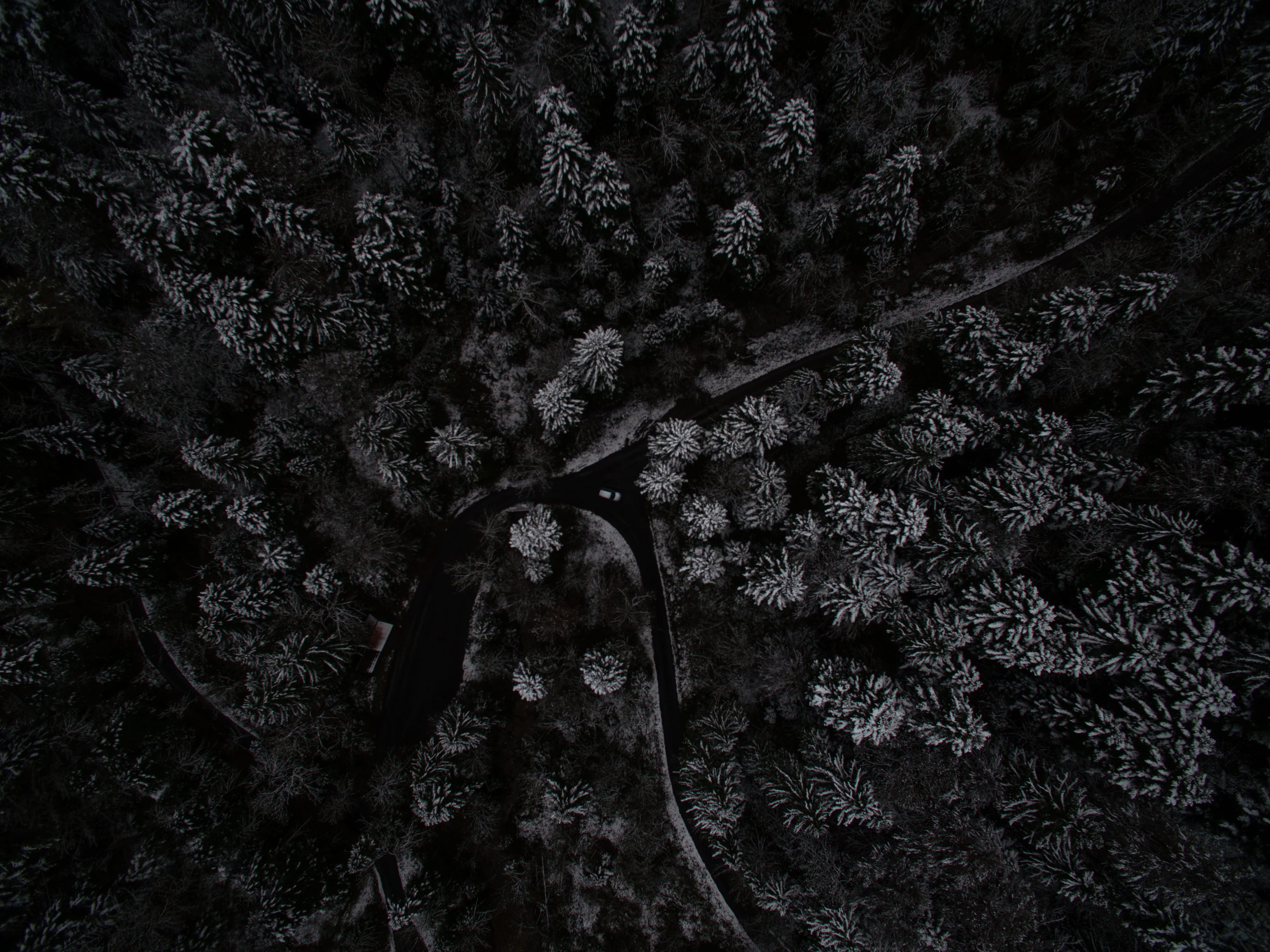 tree trunk, beauty in nature, Composing, pattern, scenics - nature, forest, no people, trunk, tree canopy, photography, woodland, land, drone view, trees, HD Wallpaper