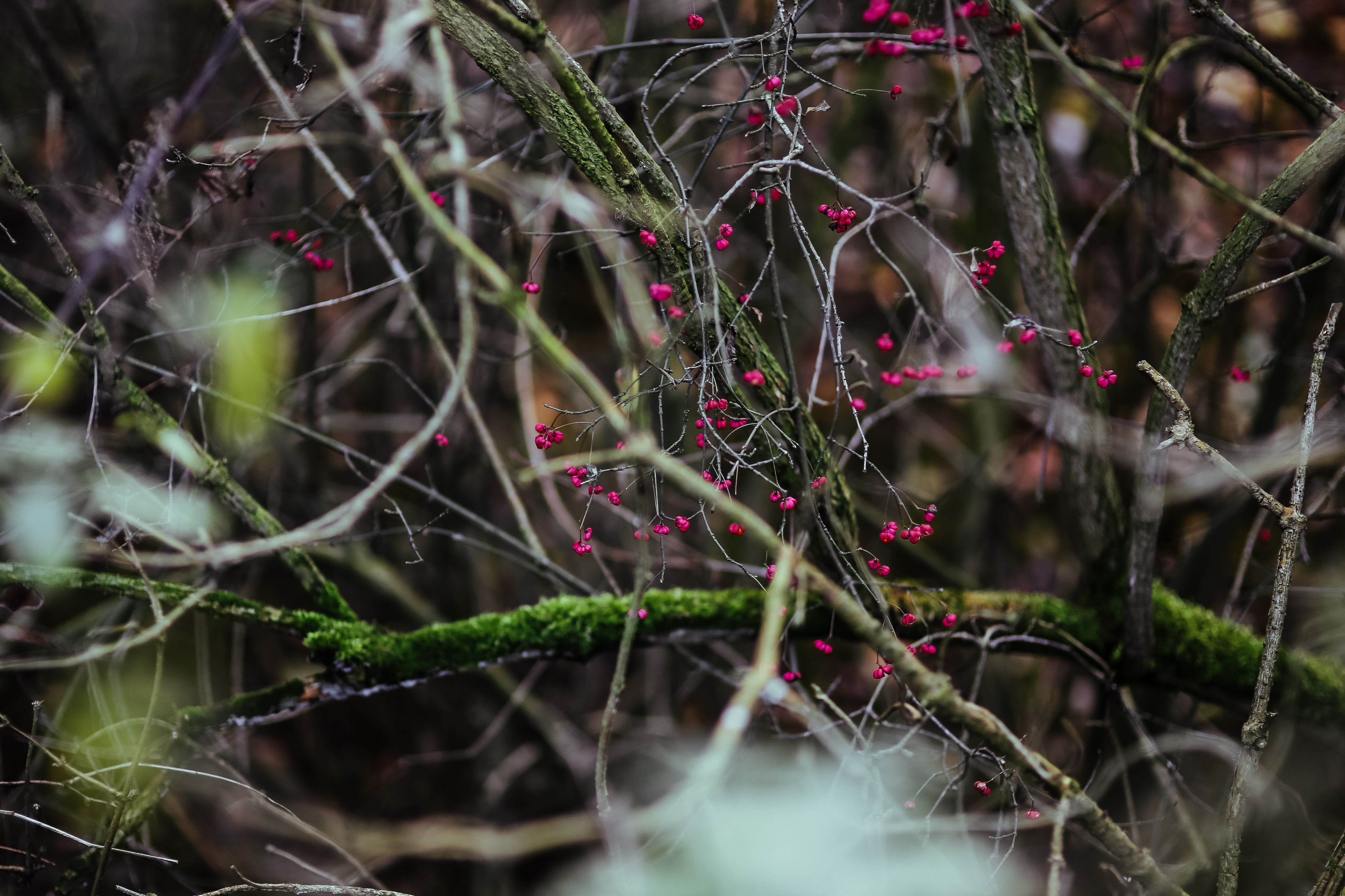 no people, freshness, walk in, selective focus, leaves, tranquility, tree, spider web, 4K, day, focus on foreground, outdoors, branch, nature, close-up, HD Wallpaper