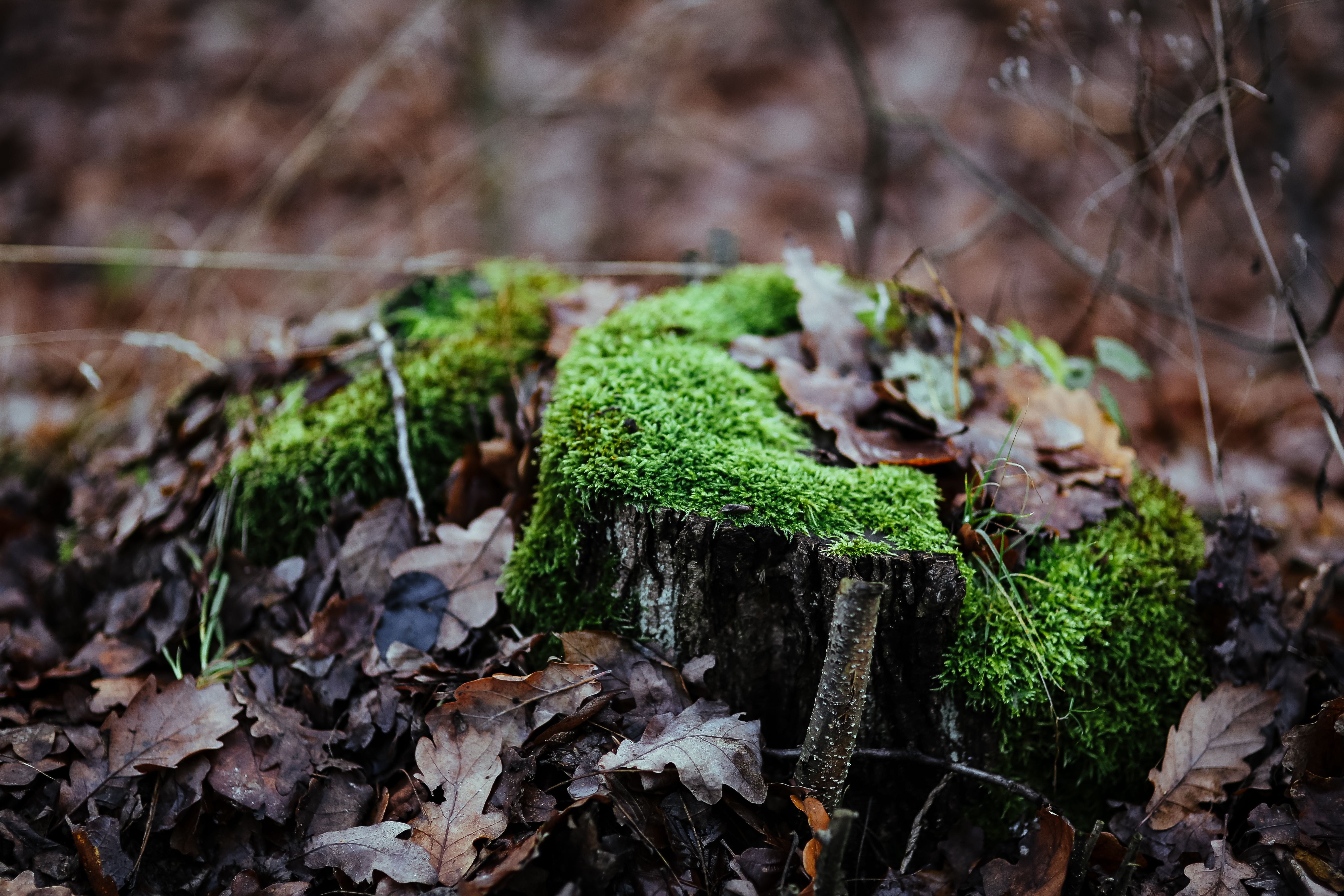 focus on foreground, outdoors, day, selective focus, wood, green Color, leaves, macro, nature, plant part, mushroom, tree, close-up, dry, walk, plants, HD Wallpaper