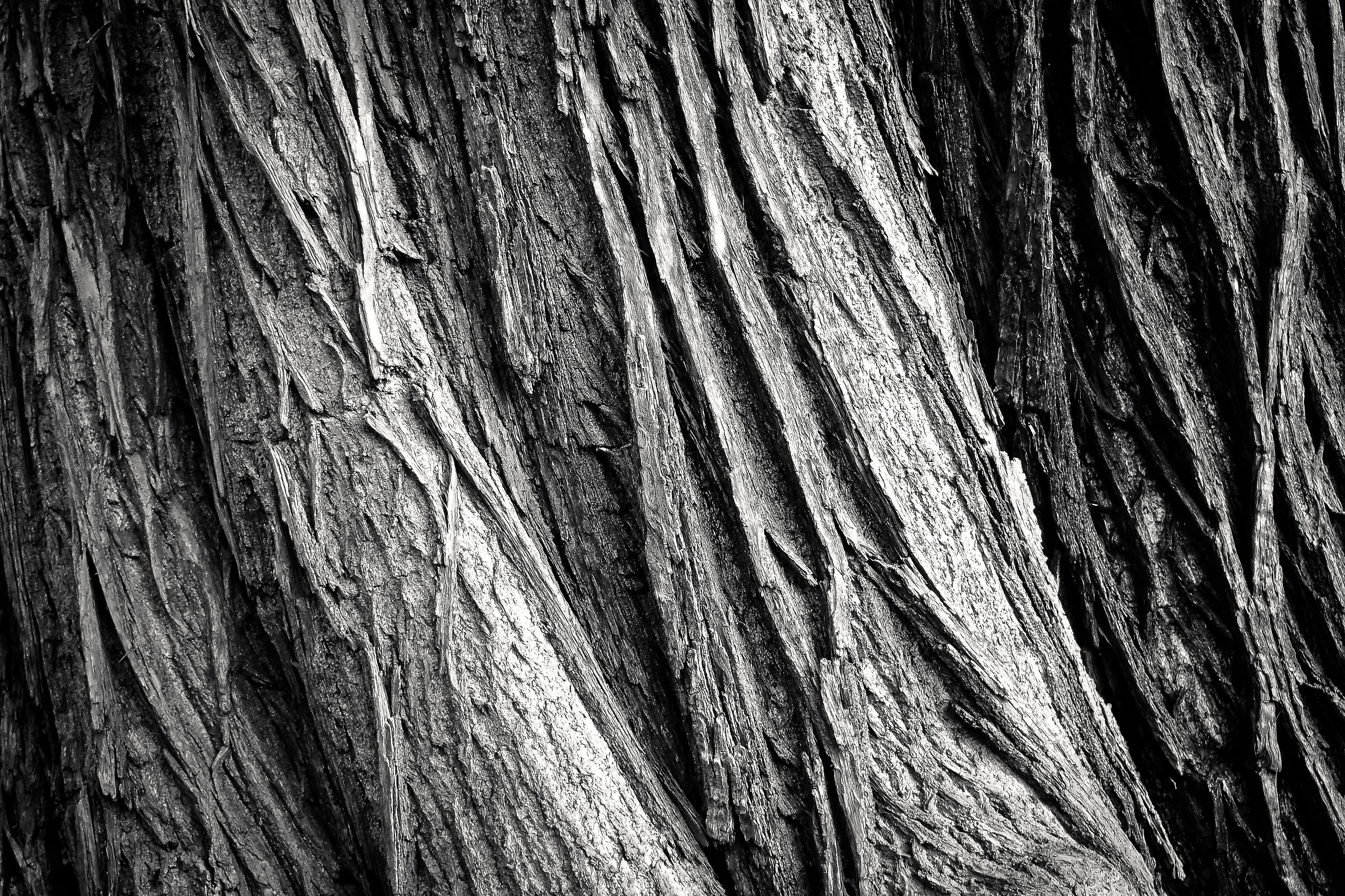 shades of brown, rough, nature, tribe, weathering, white, old, wood grain, weathered, structure, background, bark, forest, tree bark, pattern, plant, outdoors, HD Wallpaper