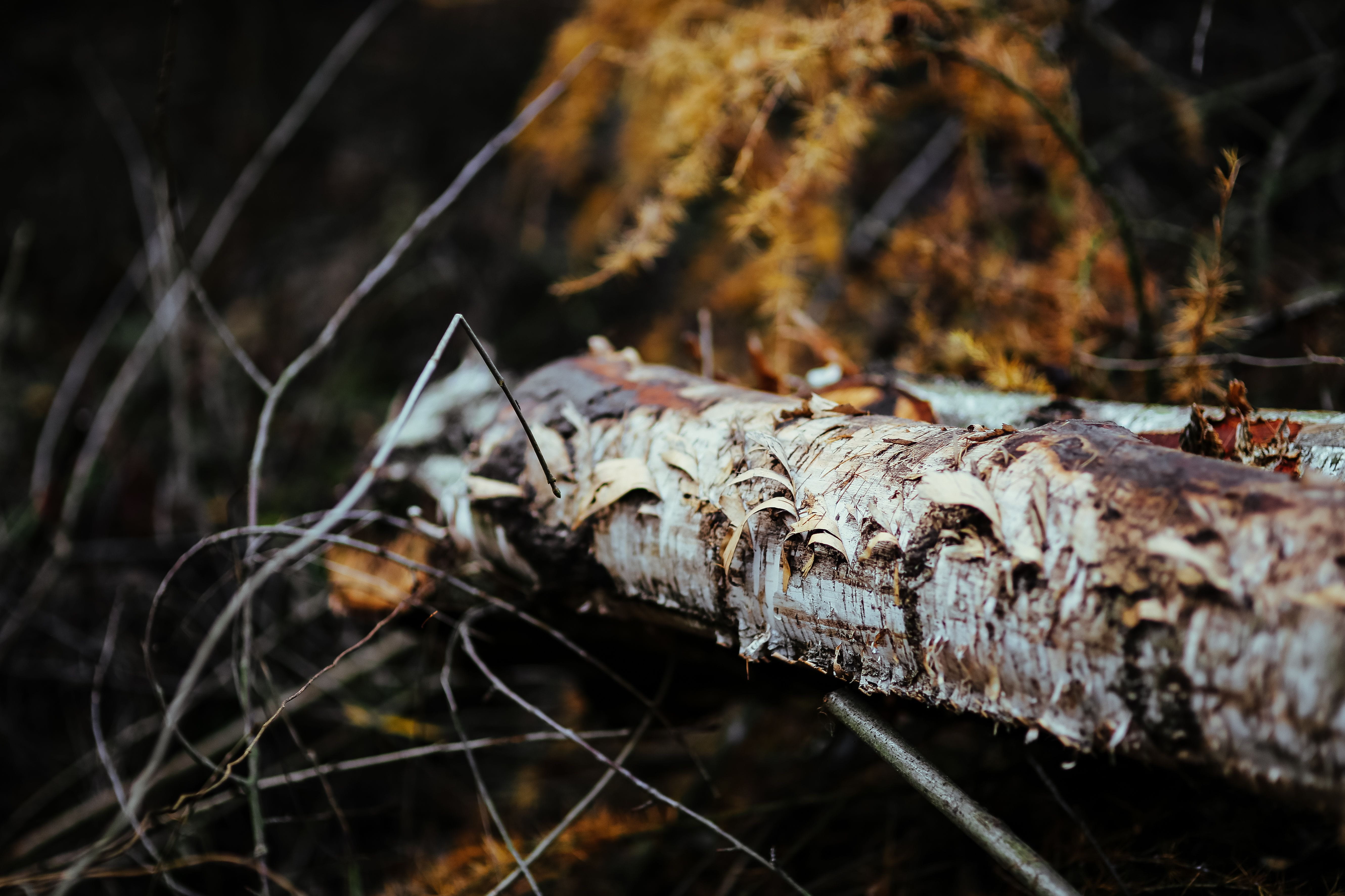 focus on foreground, day, branch, no People, close-up, damaged, autumn, trees, tree, rotting, trunk, woodland, log, wood - Material, outdoors, leaves, plants, HD Wallpaper