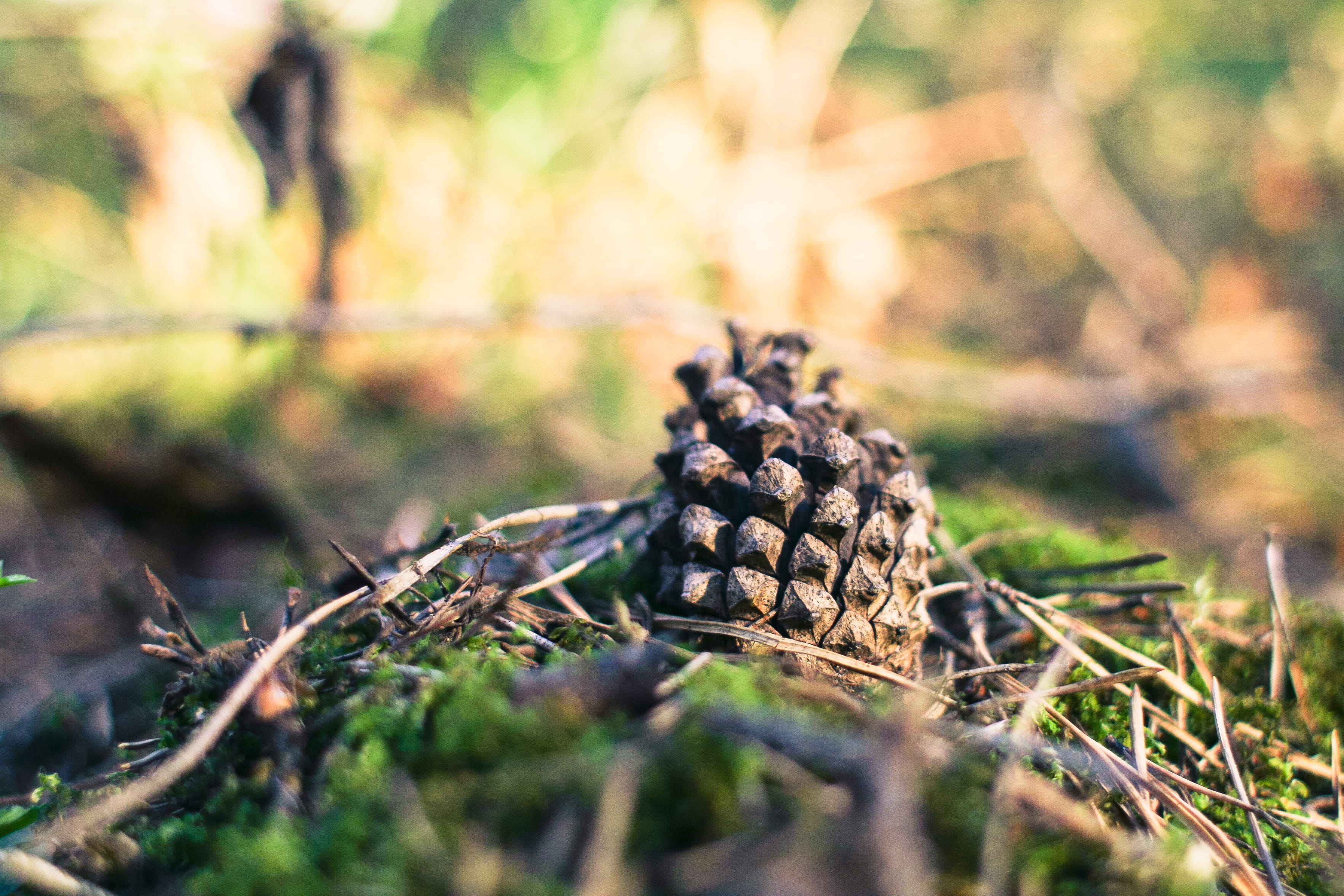 branch, one animal, close-up, cone, wood - material, growth, woodland, pine Tree, selective focus, field, tree, pinaceae, winter, 2K, Forest, autumn, nature, HD Wallpaper