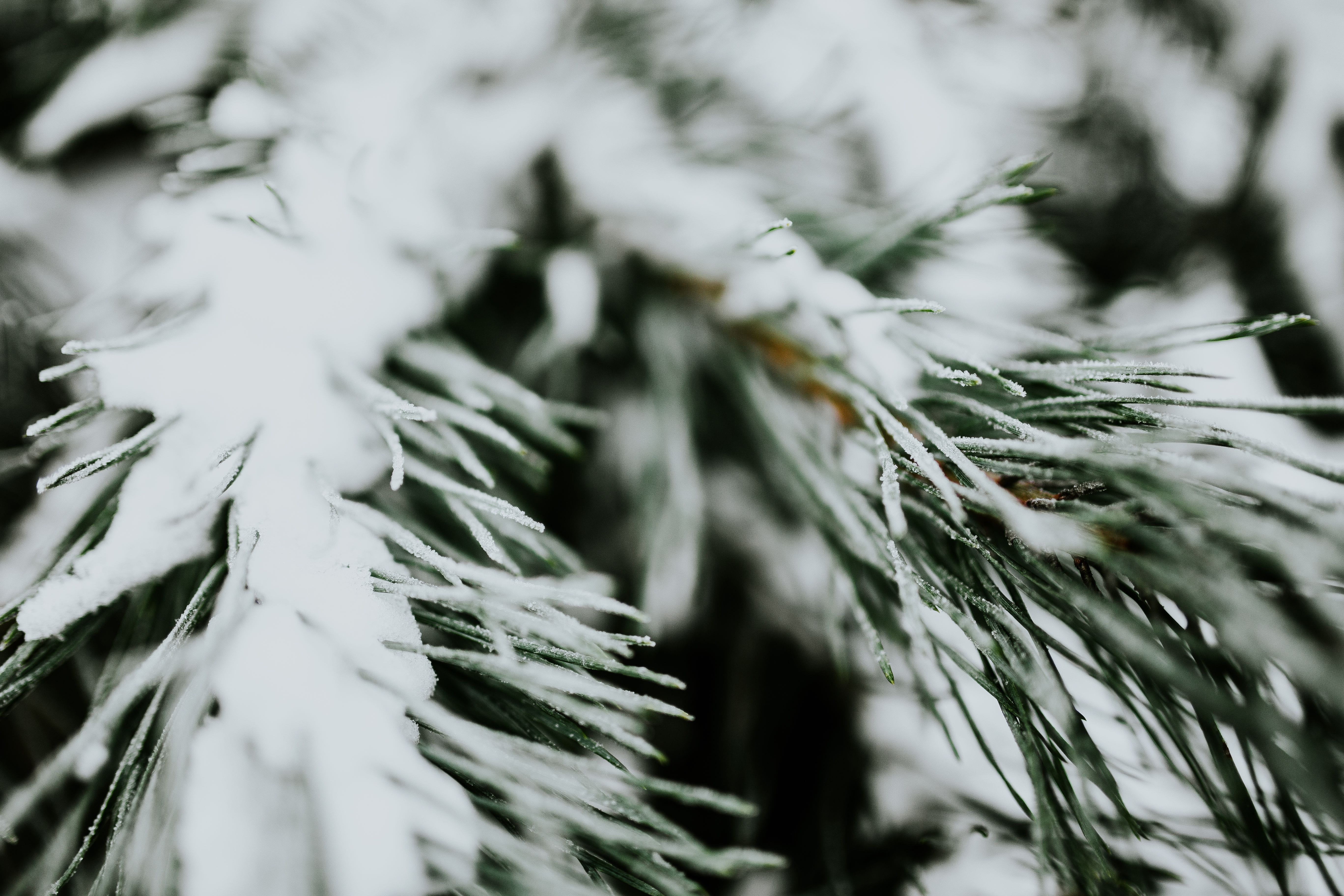 day, winter, focus on foreground, macro, close-up, 5K, ups, tranquility, beauty in nature, outdoors, cold temperature, frozen, branch, season, nature, HD Wallpaper