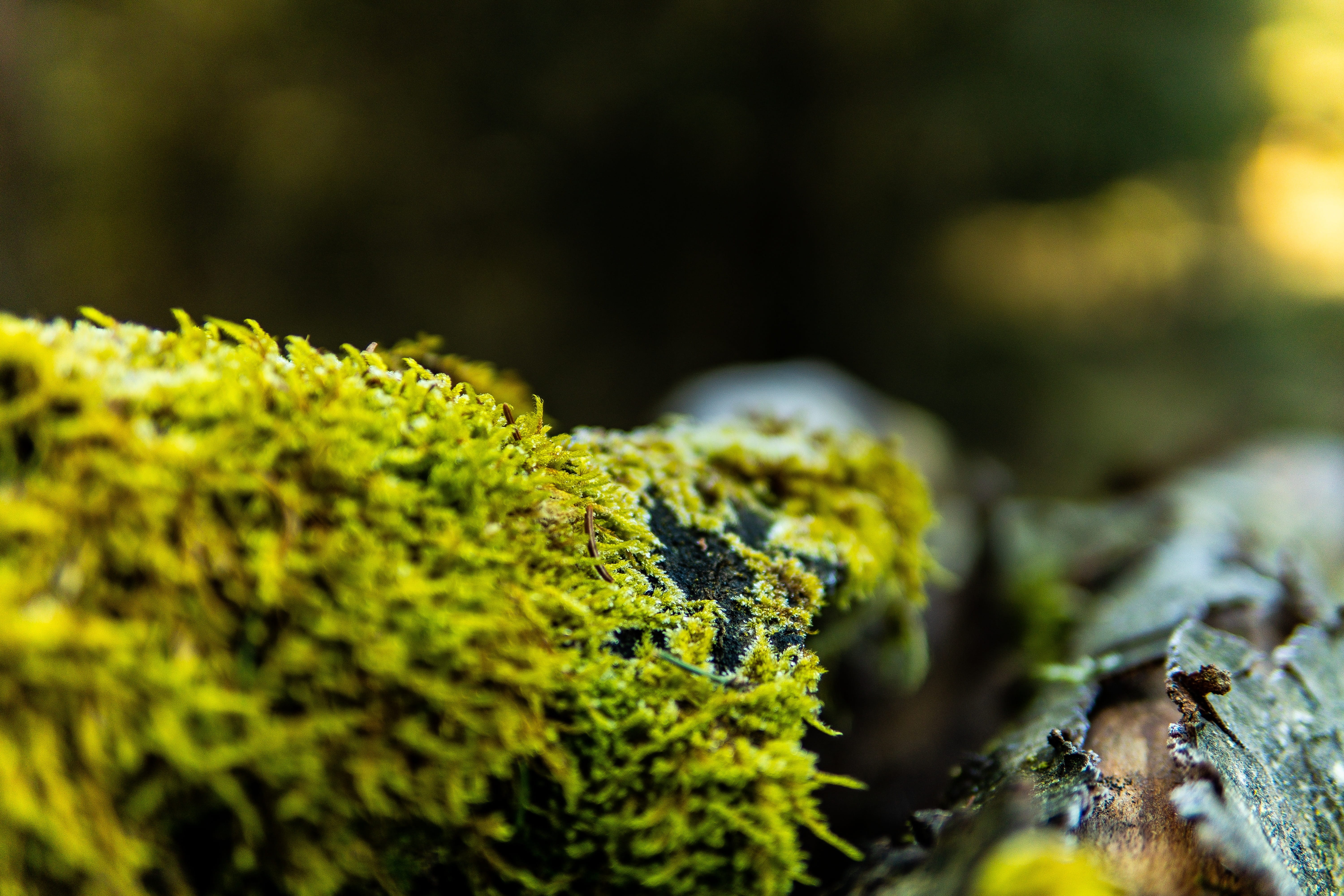 tribe, nature, mystical, lichen, log, focus on foreground, no people, wood, branch, moss, food and drink, aesthetic, close-up, plant, structure, forest, HD Wallpaper