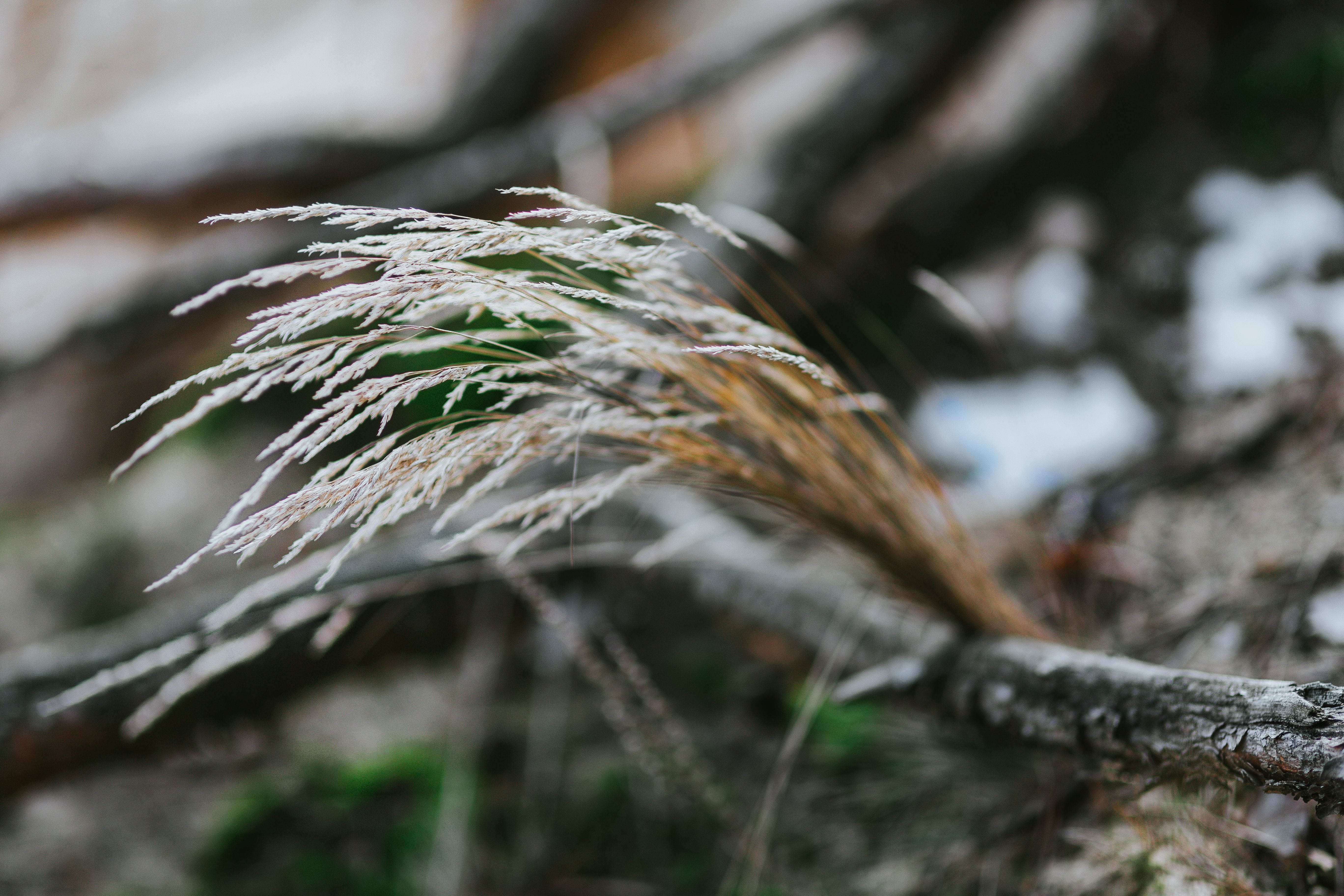 branch, wood, tree trunk, day, beauty in nature, walk, autumn, no people, coniferous tree, cold temperature, walk in, lichen, focus on foreground, tranquility, HD Wallpaper