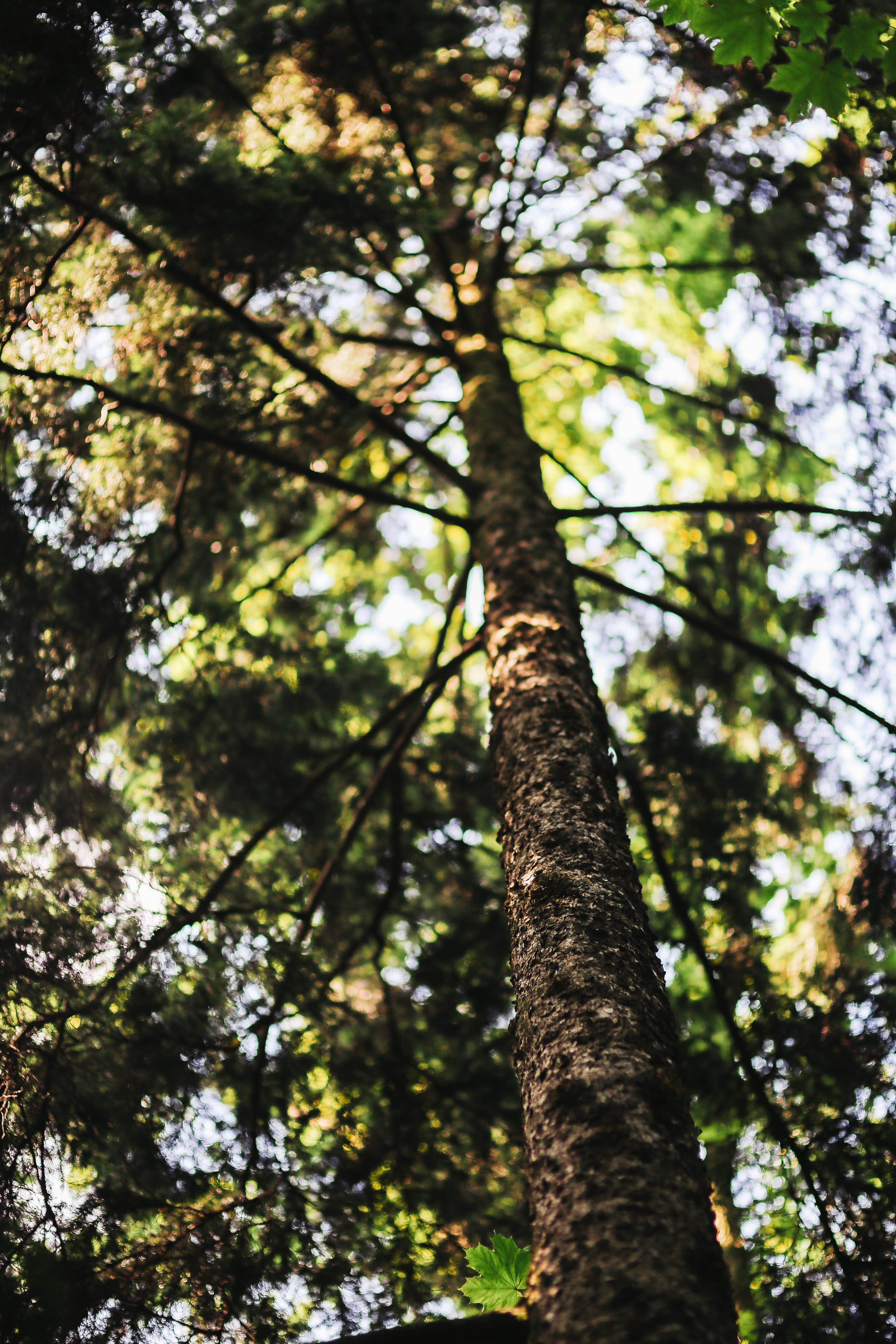 beauty In Nature, green, tree, wood, tree canopy, no People, plant, coniferous tree, sunlight, walk, tree Trunk, green Color, tall - high, forest, woodland, Phone HD Wallpaper