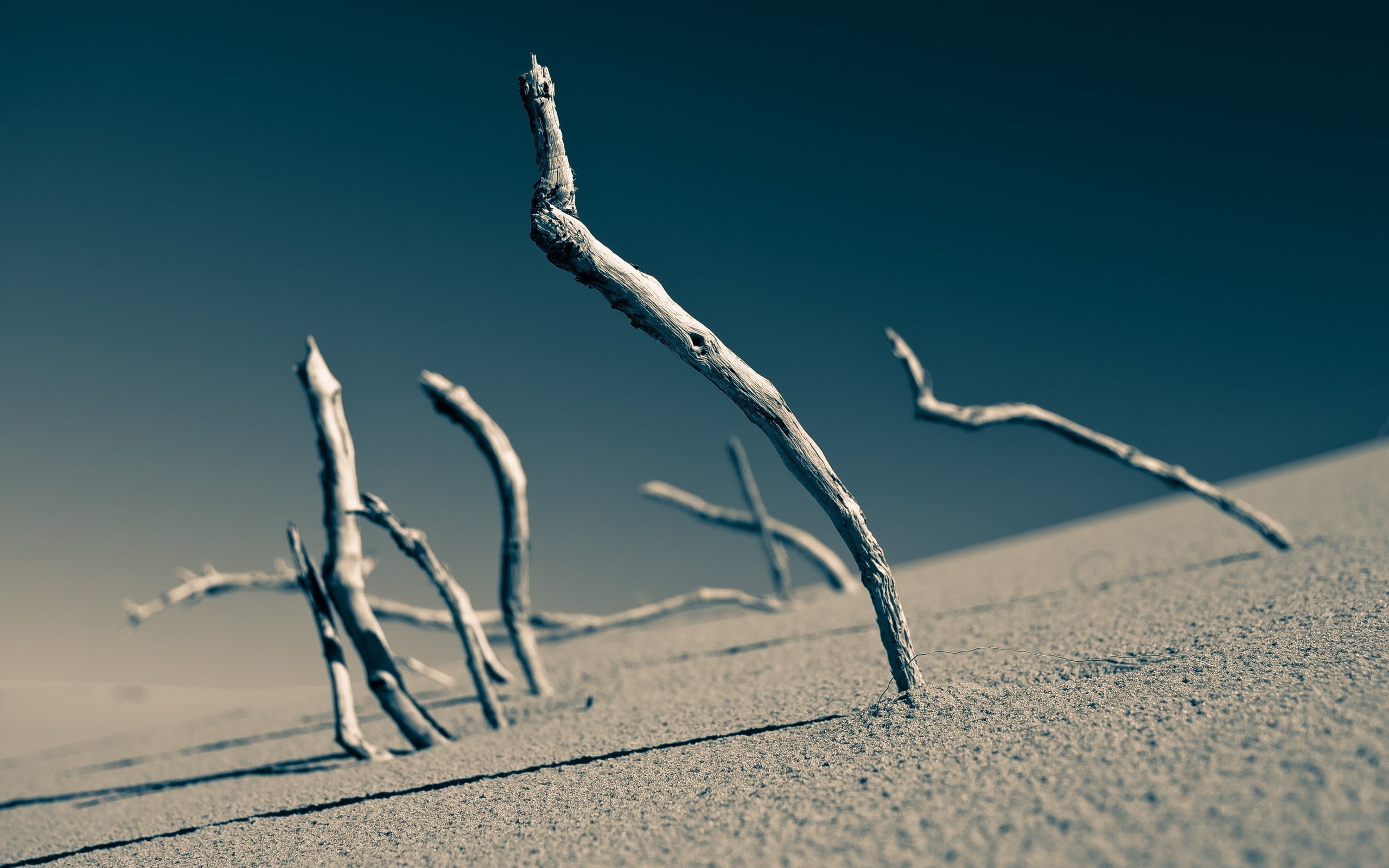 sky, beach, no people, dead plant, beauty in nature, tranquility, sunlight, environment, tranquil scene, remote, scenics - nature, arid climate, plant, HD Wallpaper