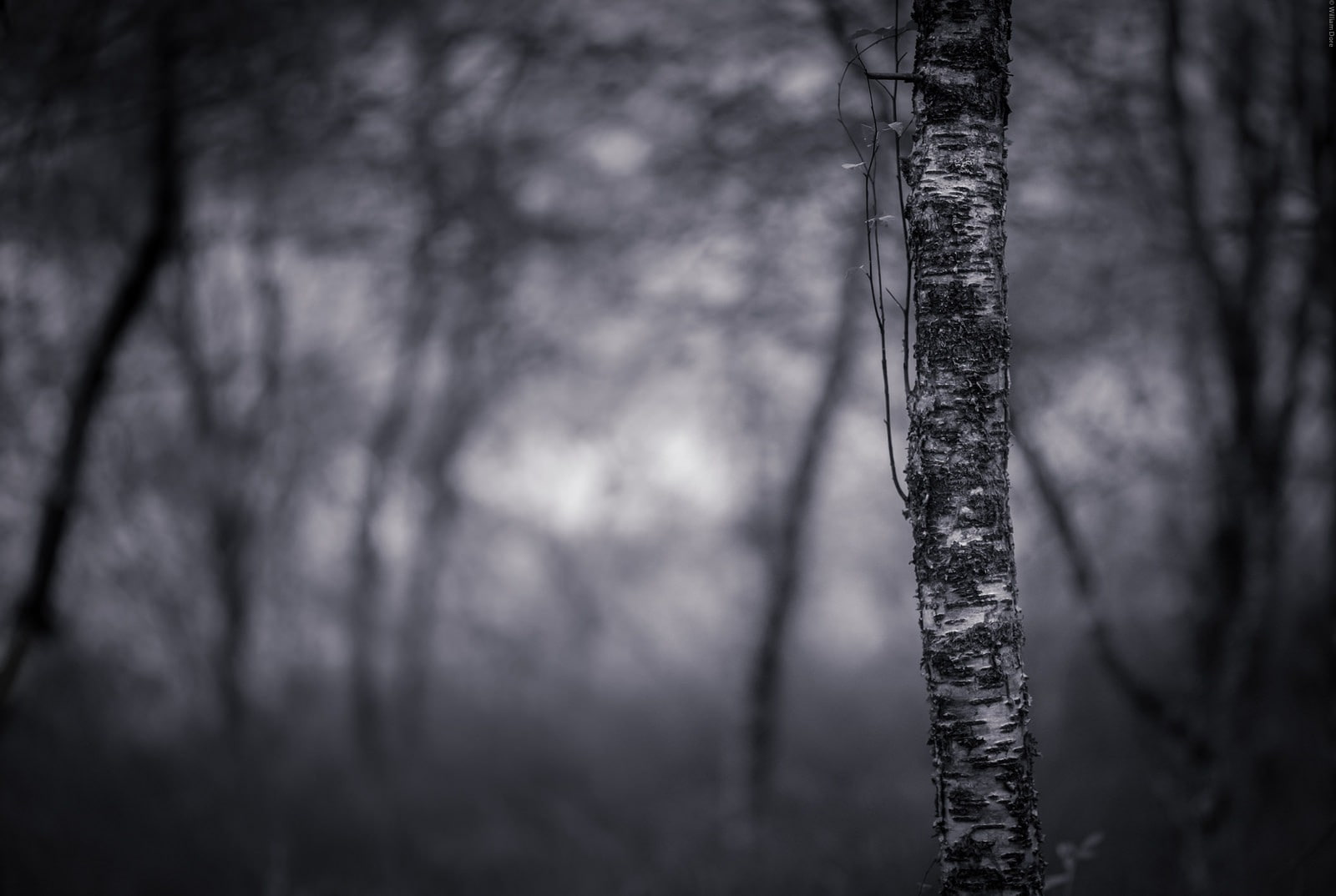 forest, trees, selective focus, woodland, macro, dead, tree trunk, land, coniferous tree, trunk, branch, ghost, tranquility, 720P, non-urban scene, no people, HD Wallpaper