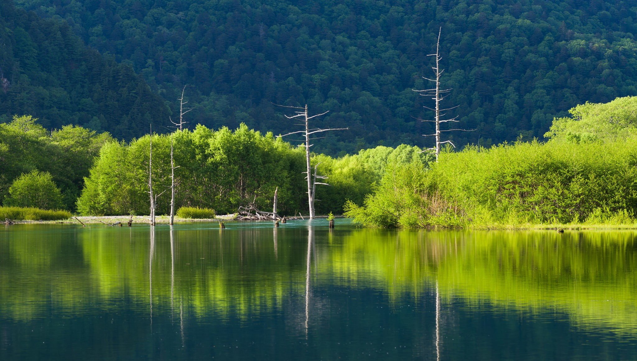 dead trees, lake, landscape, green, 1080P, reflection, HD Wallpaper