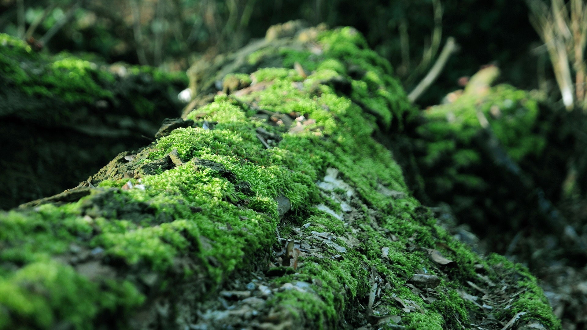blurred, foliage, covering, life, moss, no people, forest, rainforest, selective focus, plant, land, 1080P, focus on foreground, plant part, day, green color, HD Wallpaper