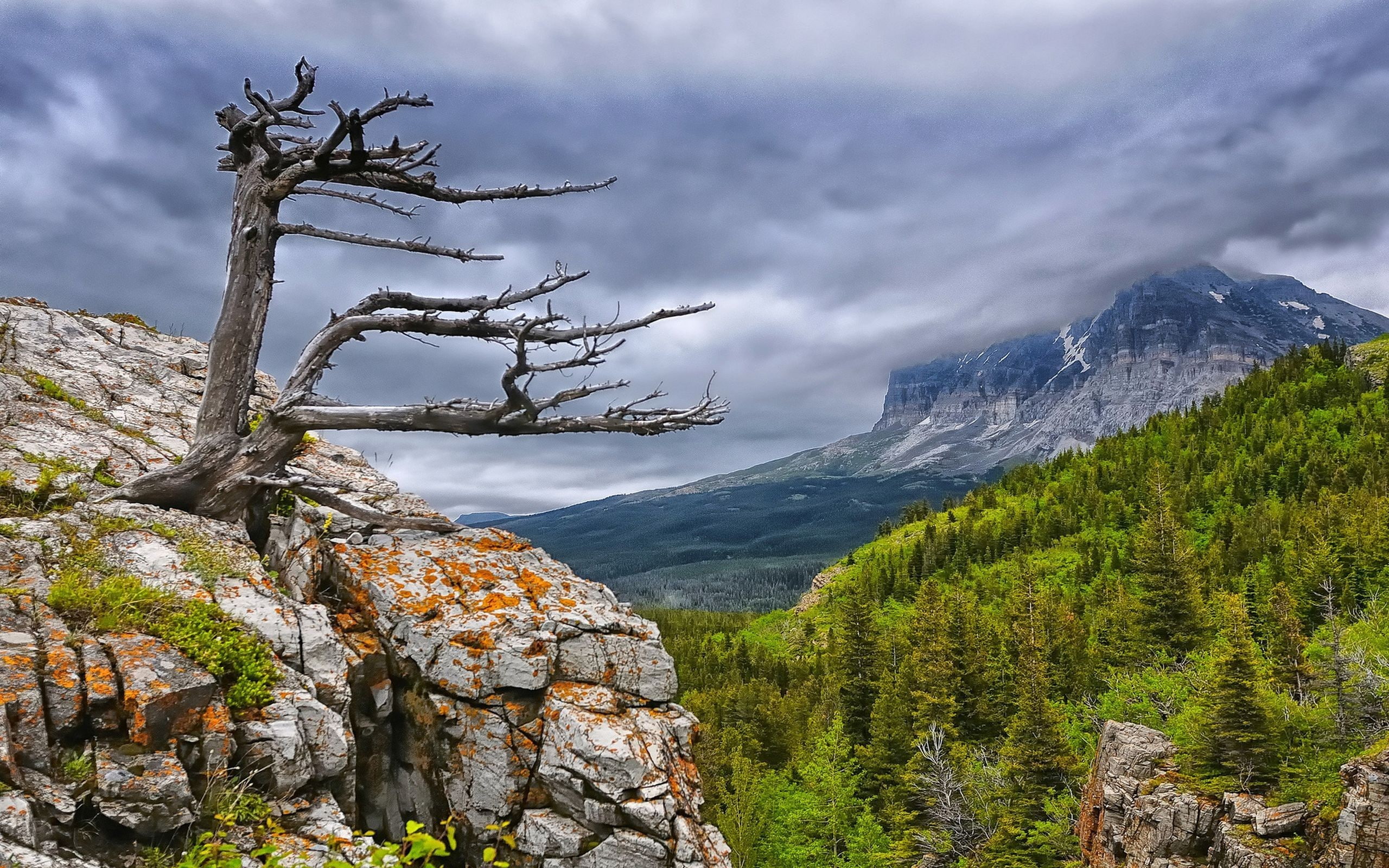 landscape, 2K, dead trees, cliff, nature, trees, forest, mountains, overcast, clouds, HD Wallpaper