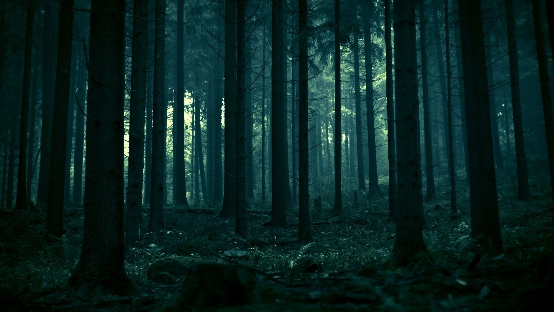 nature, trees, dark, forest, dead trees, spruce, landscape, pine trees, 1080P, HD Wallpaper